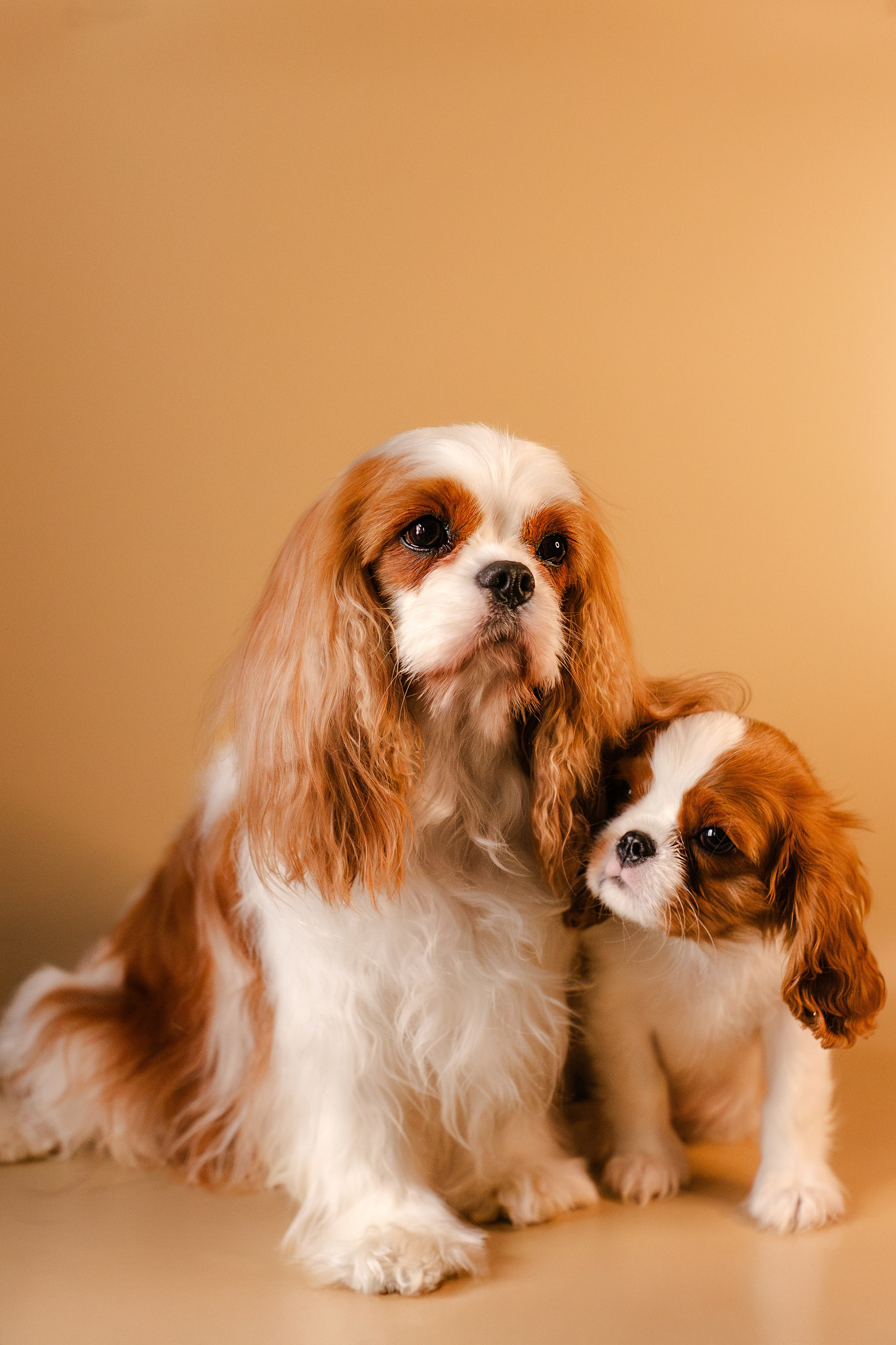 Жанна и кавалеры. Фотограф-анималист Мария Баркевич | Москва