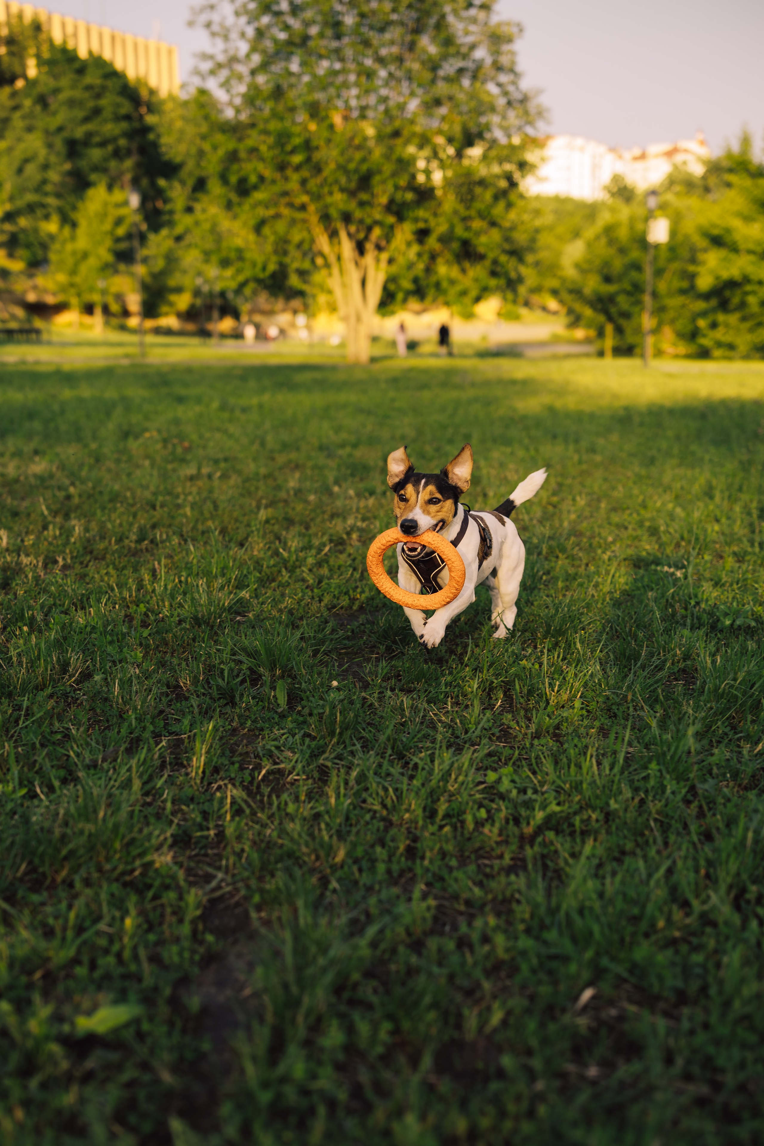 Оля Верхутина и Пипито. Фотограф в Москве Ангелина Ким