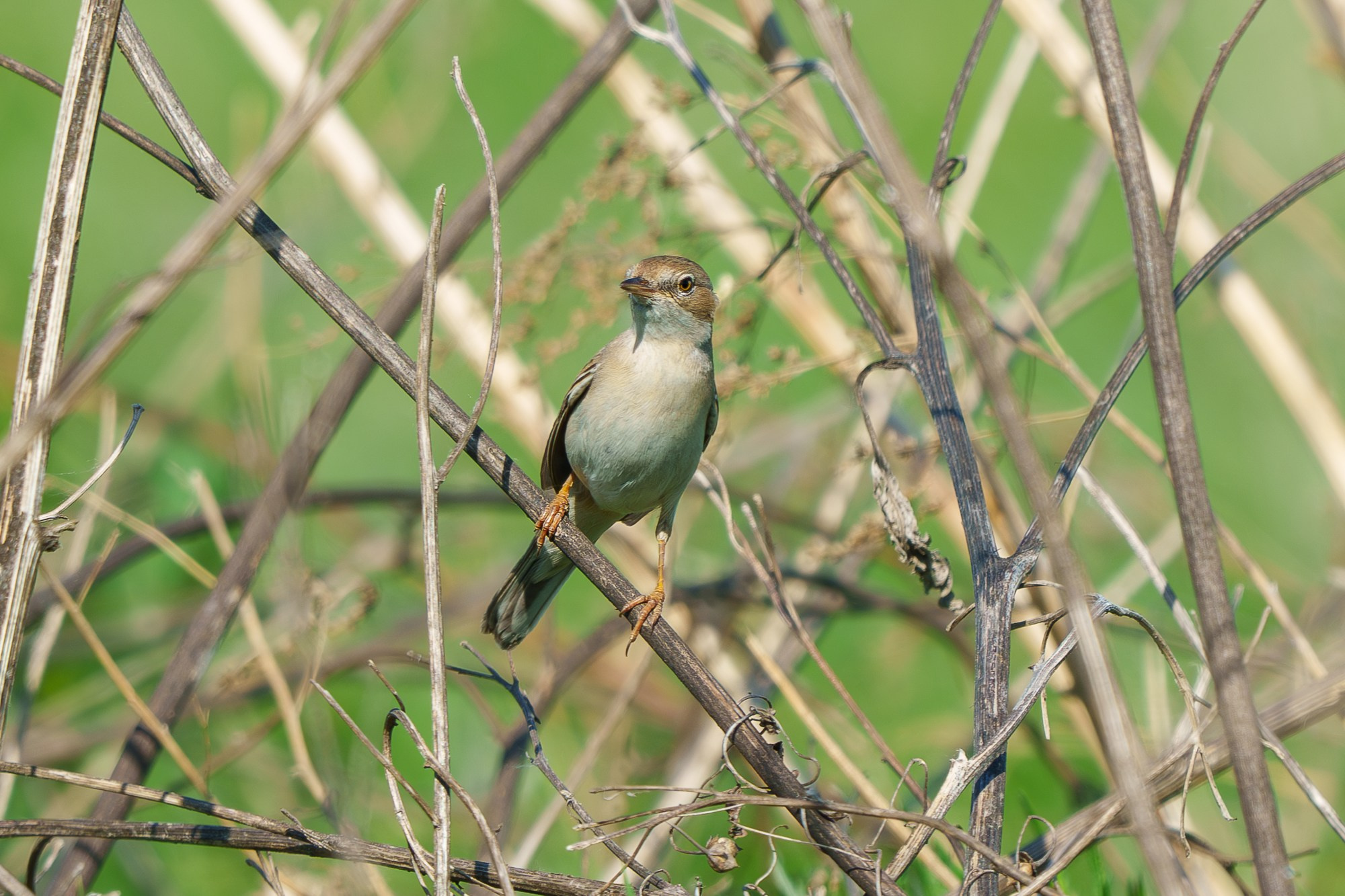 Удивительные мир птиц. Вокруг нас столько прекрасного — присмотритесь!. Ваш личный фотограф Марина Волкова