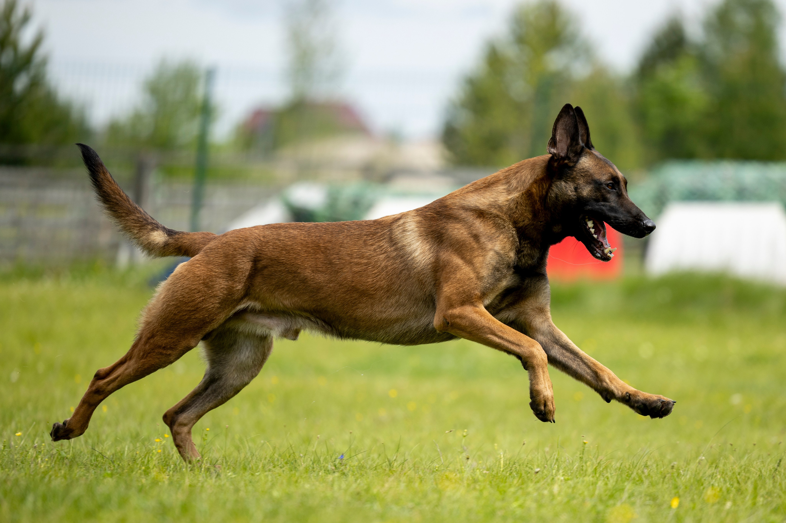 Испытания по мондьорингу в Нижнем Новгороде. Фотограф-анималист Анна Маринич