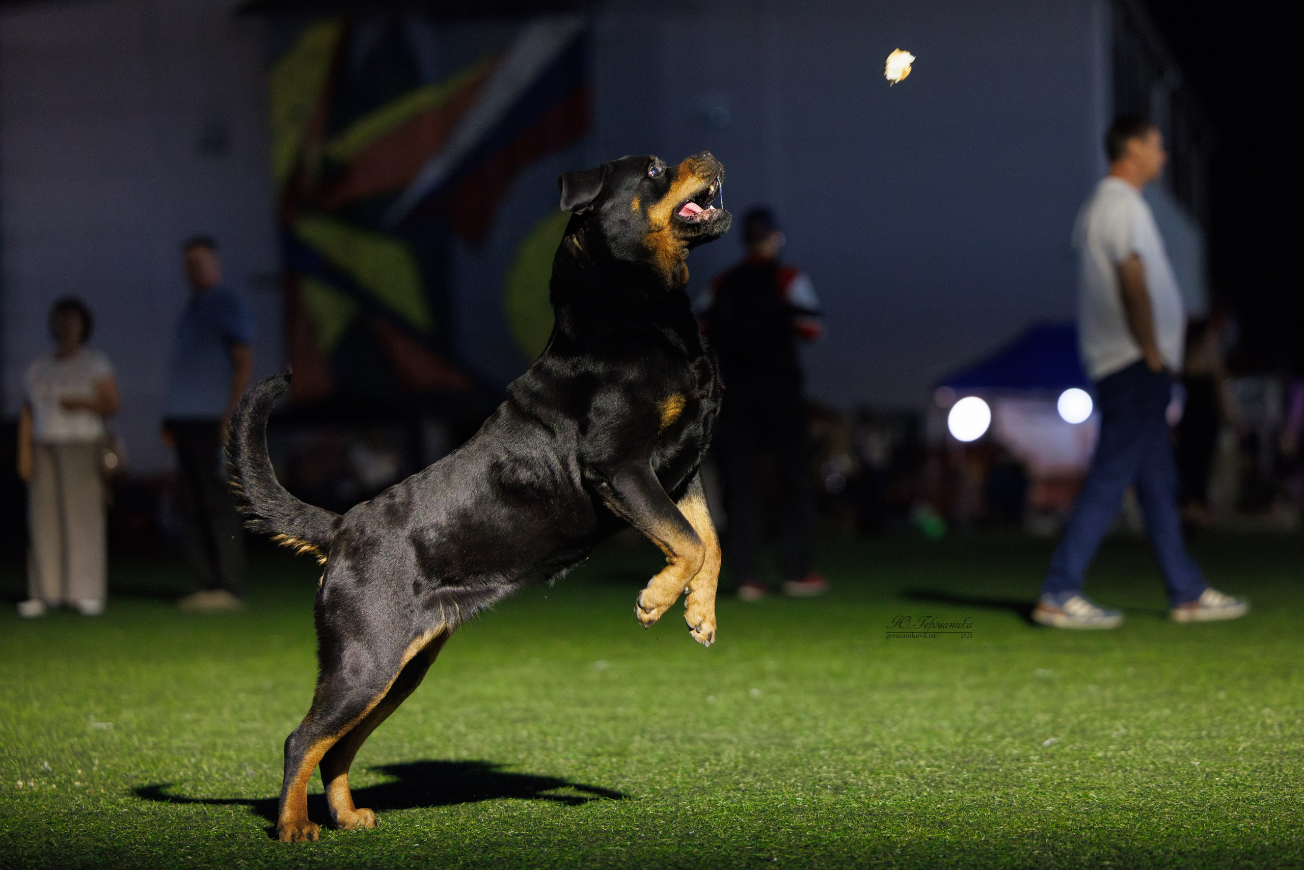 Волгоград 2-4.08.2024. Фотограф-анималист Юлия Германика