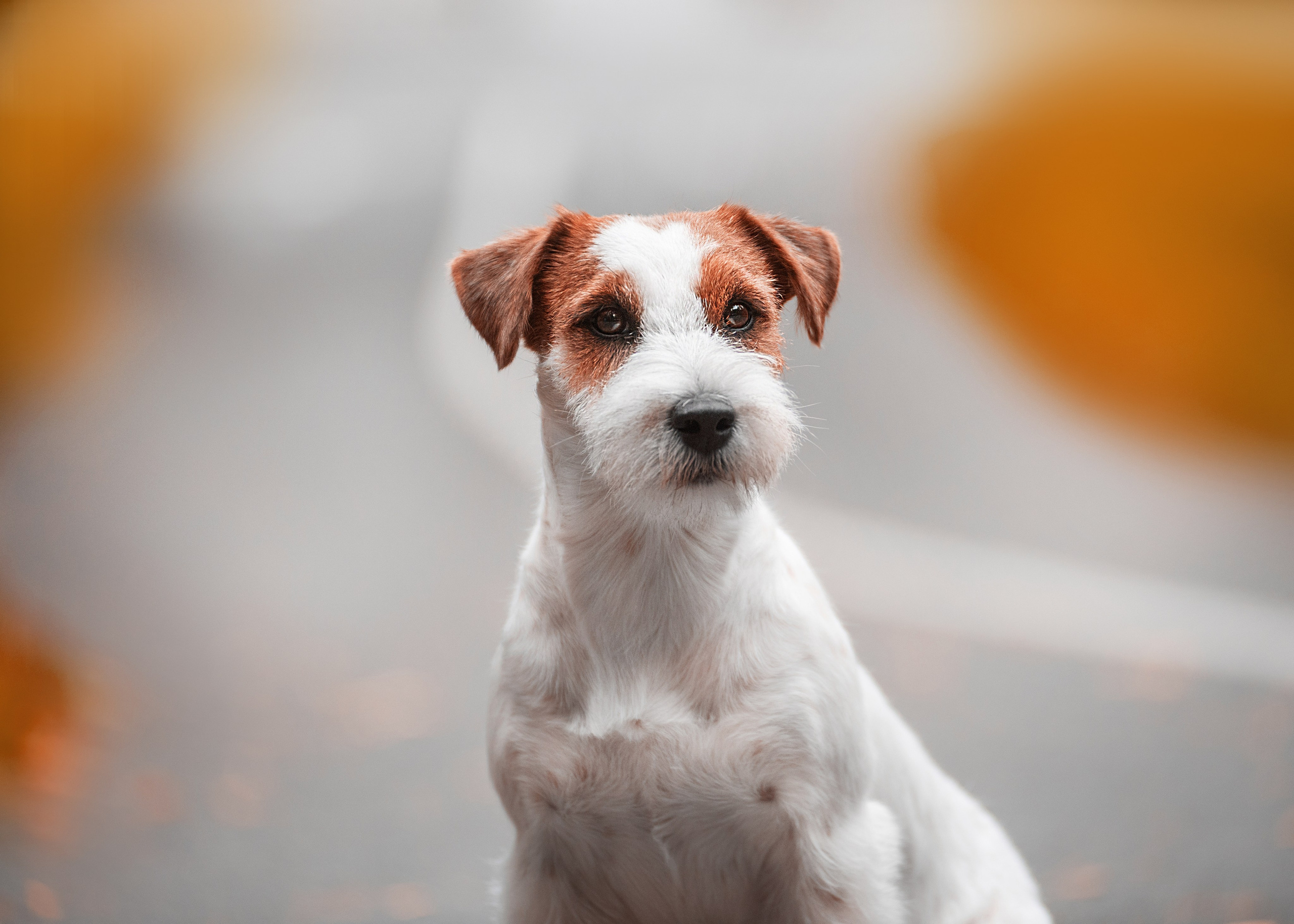 Осень с рыжими собаками. Дог-фотограф в Тюмени Александра Королева