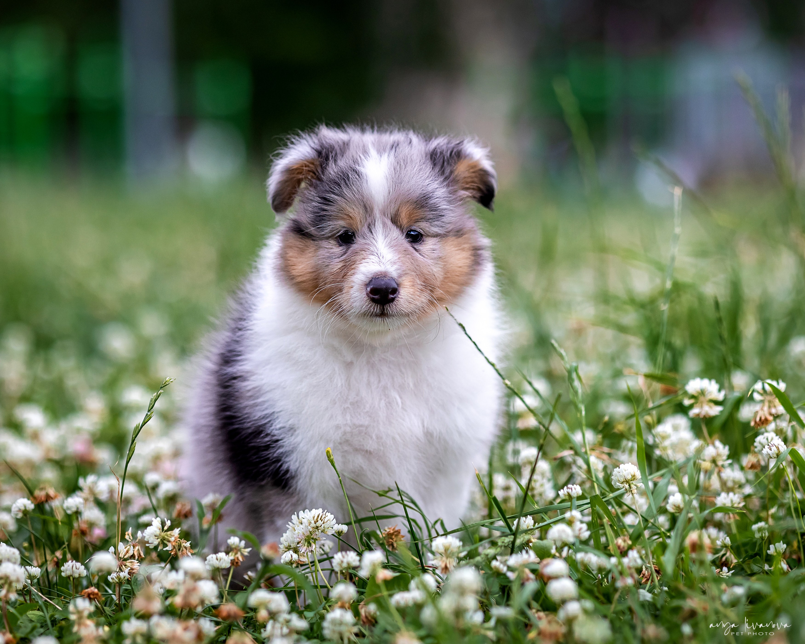 Шелти. Фотограф анималист Аня Ливанова | Рыбинск