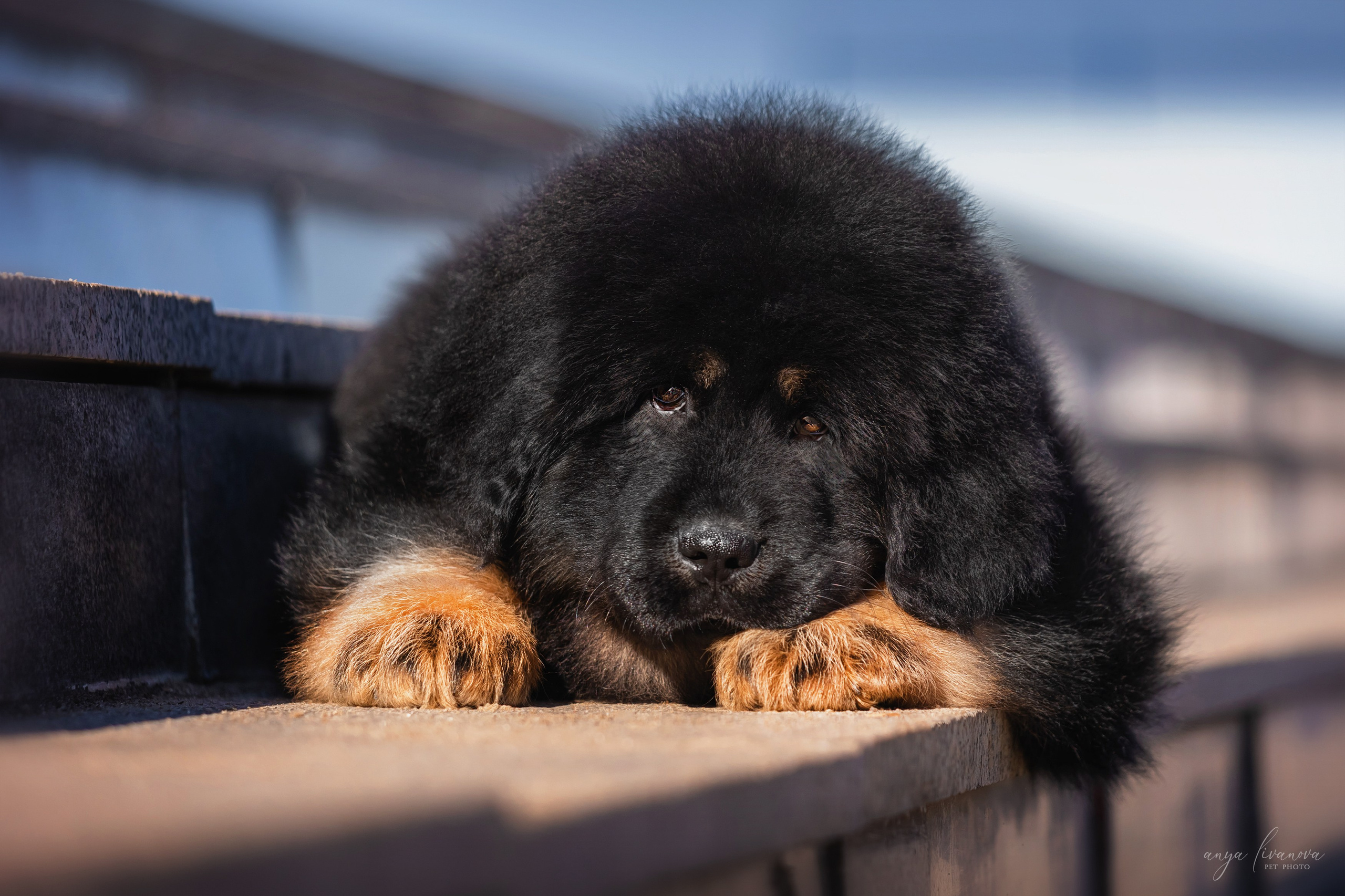 Тибеты. Фотограф анималист Аня Ливанова | Рыбинск