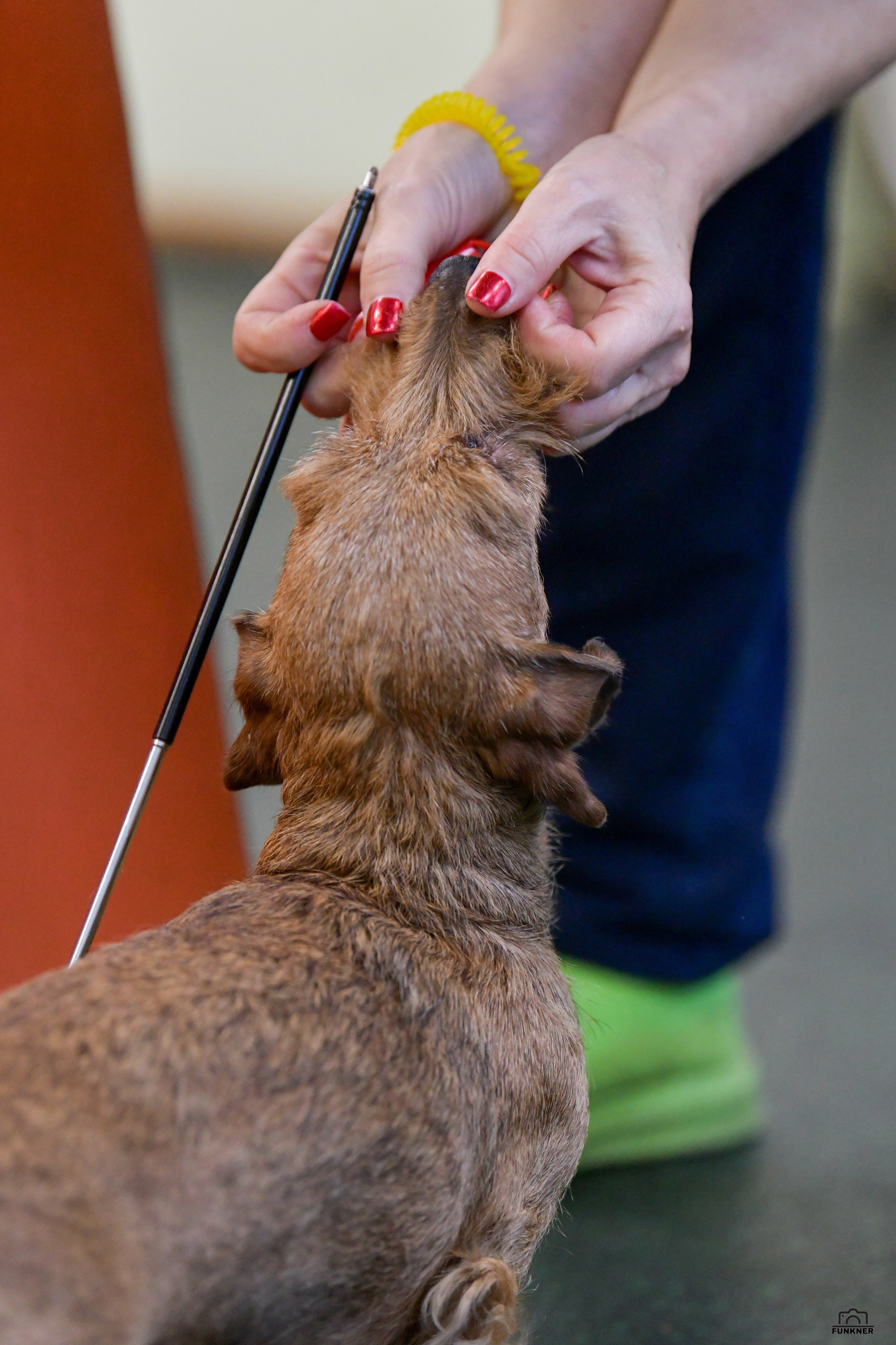 Кинологический клуб «Бодрый хвост». Свой взгляд через объектив