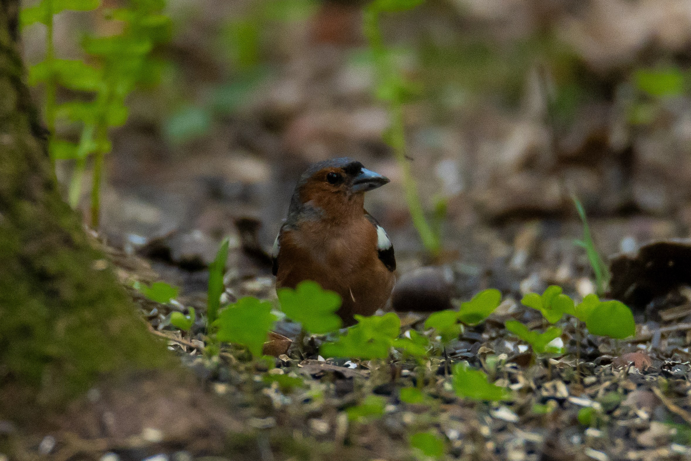 Дикая природа. Photomantis