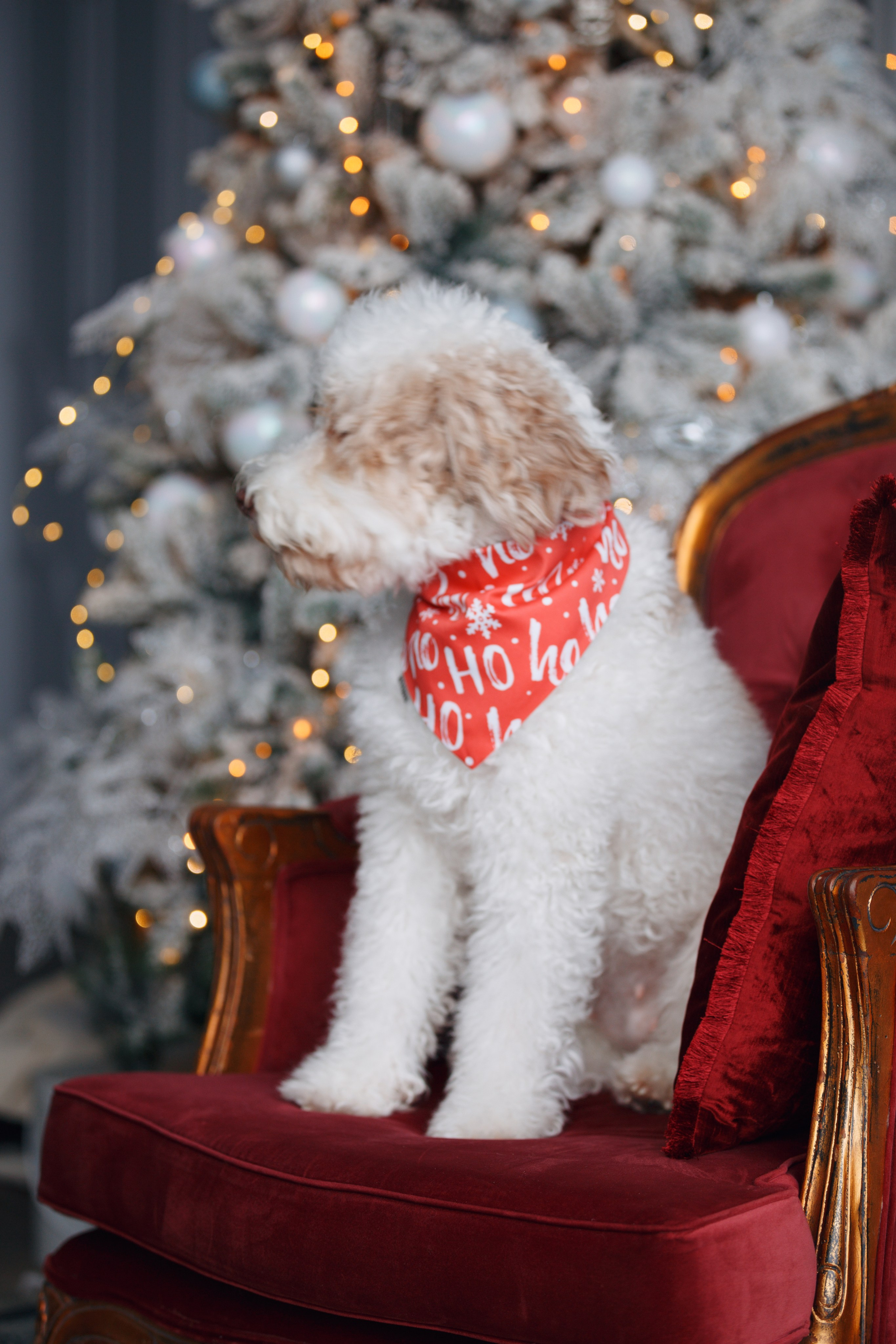 Bmbh лежанки и адресники. Фотограф анималист Кристина Карпова, Москва