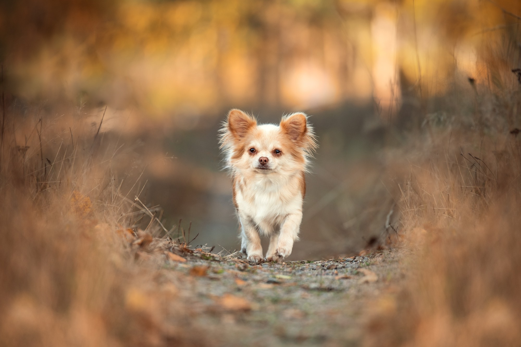Обучение анималистической фотографии