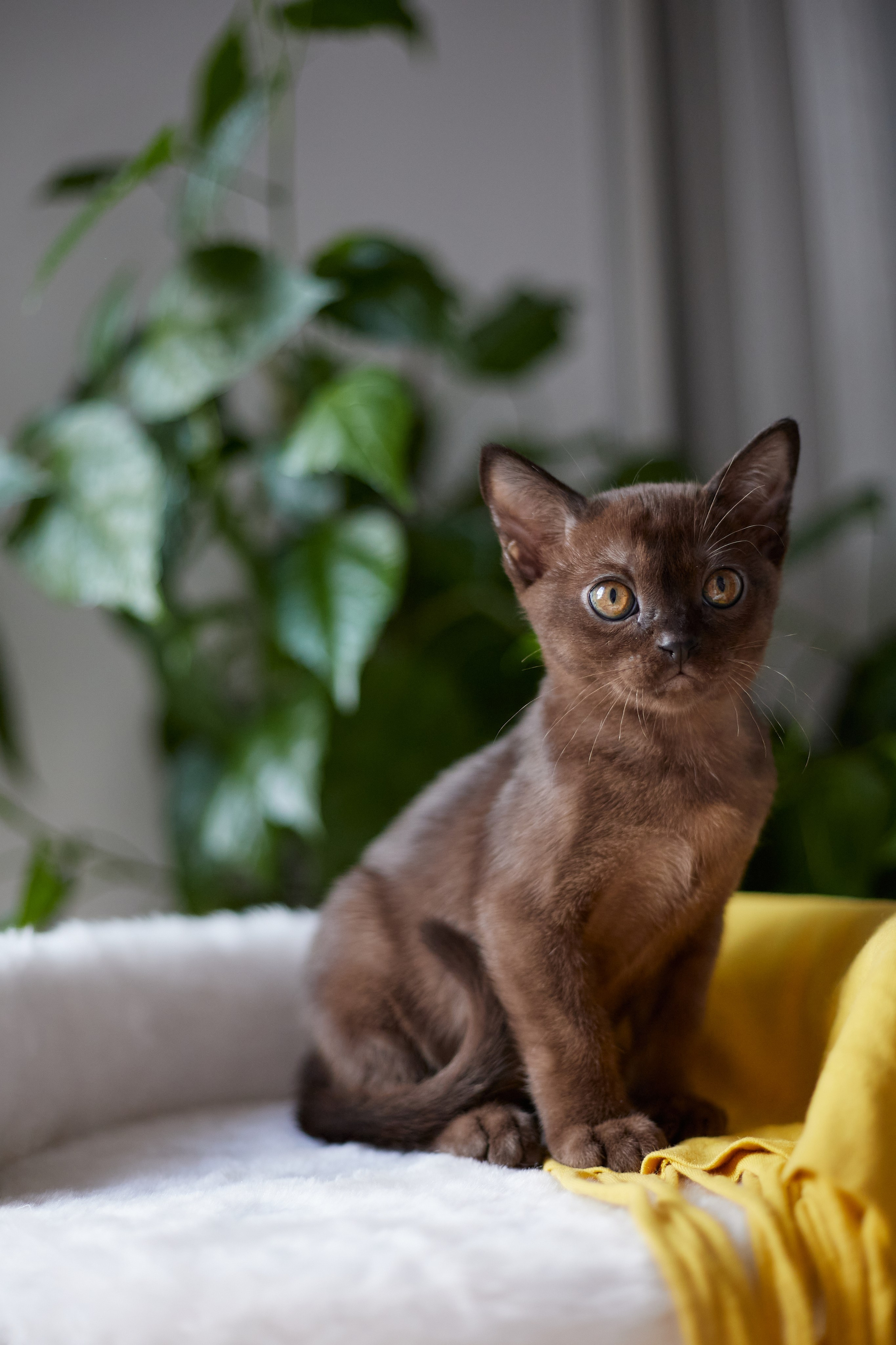 Jerry (Новый Уренгой). Питомник «Bouncy Life»