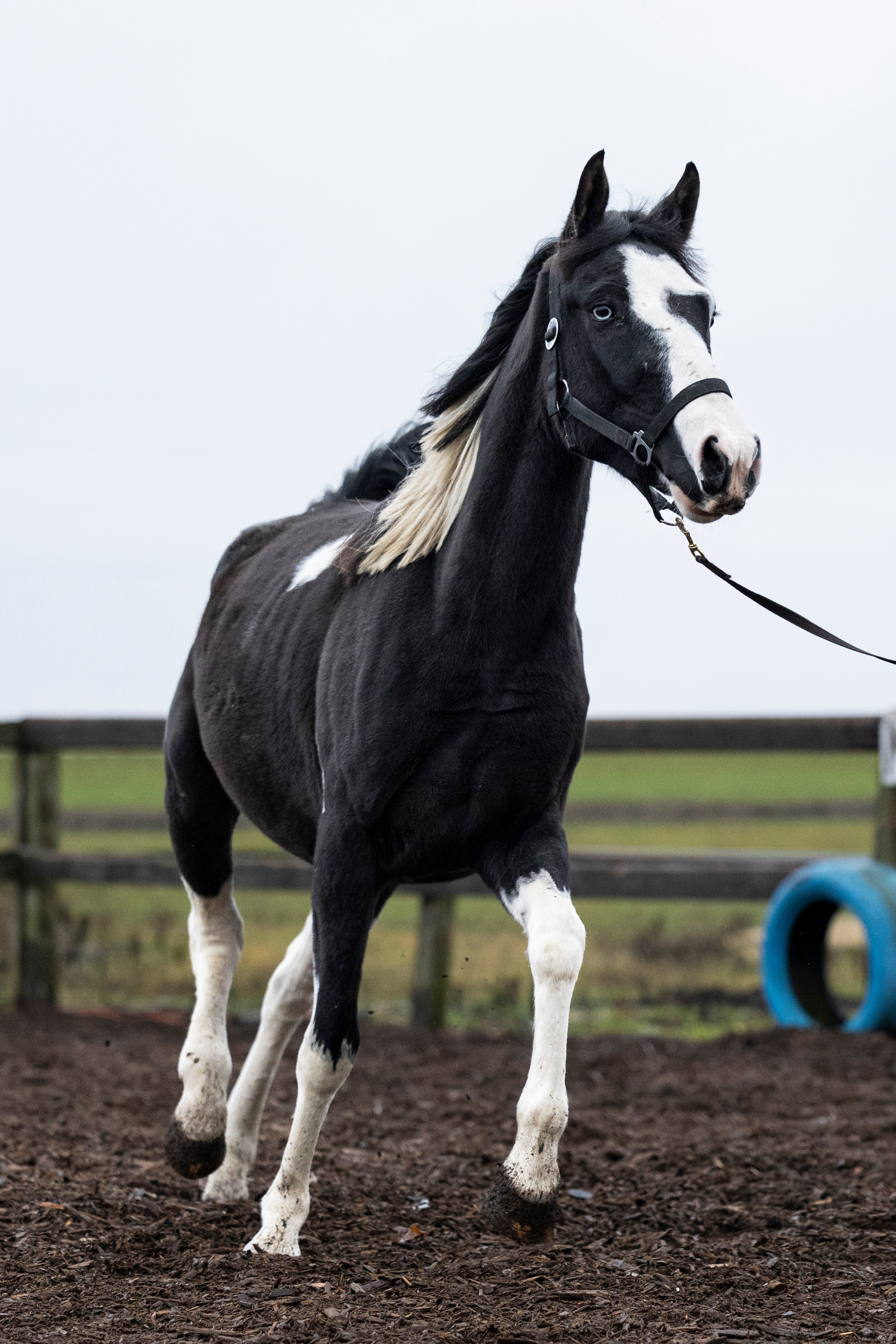 Дракарис и Кейси. Фотограф-анималист Анна Маринич