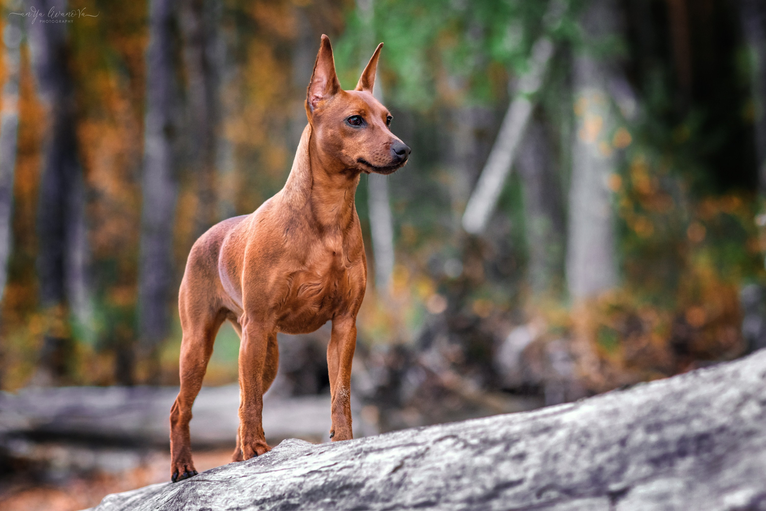 Киви на берегу. Фотограф анималист Аня Ливанова | Рыбинск