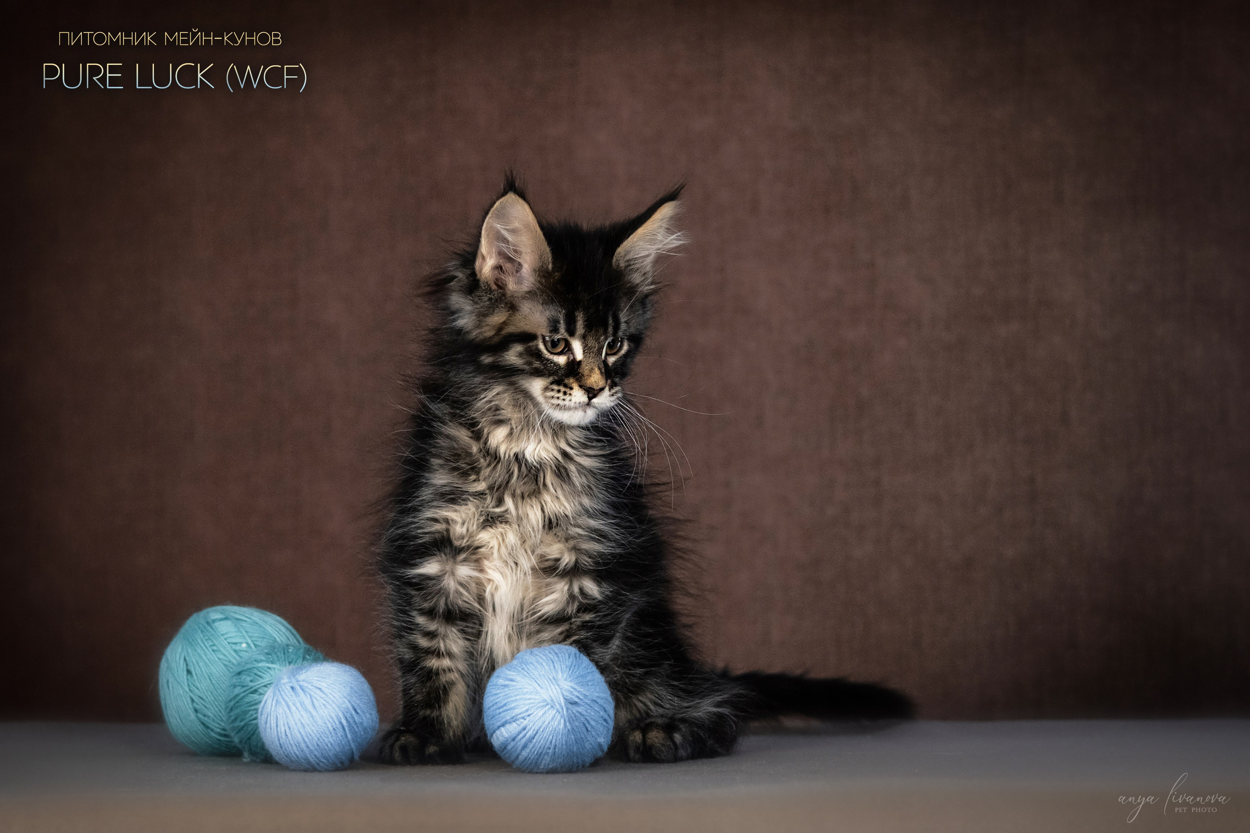 Мейнкуны. Фотограф анималист Аня Ливанова | Рыбинск
