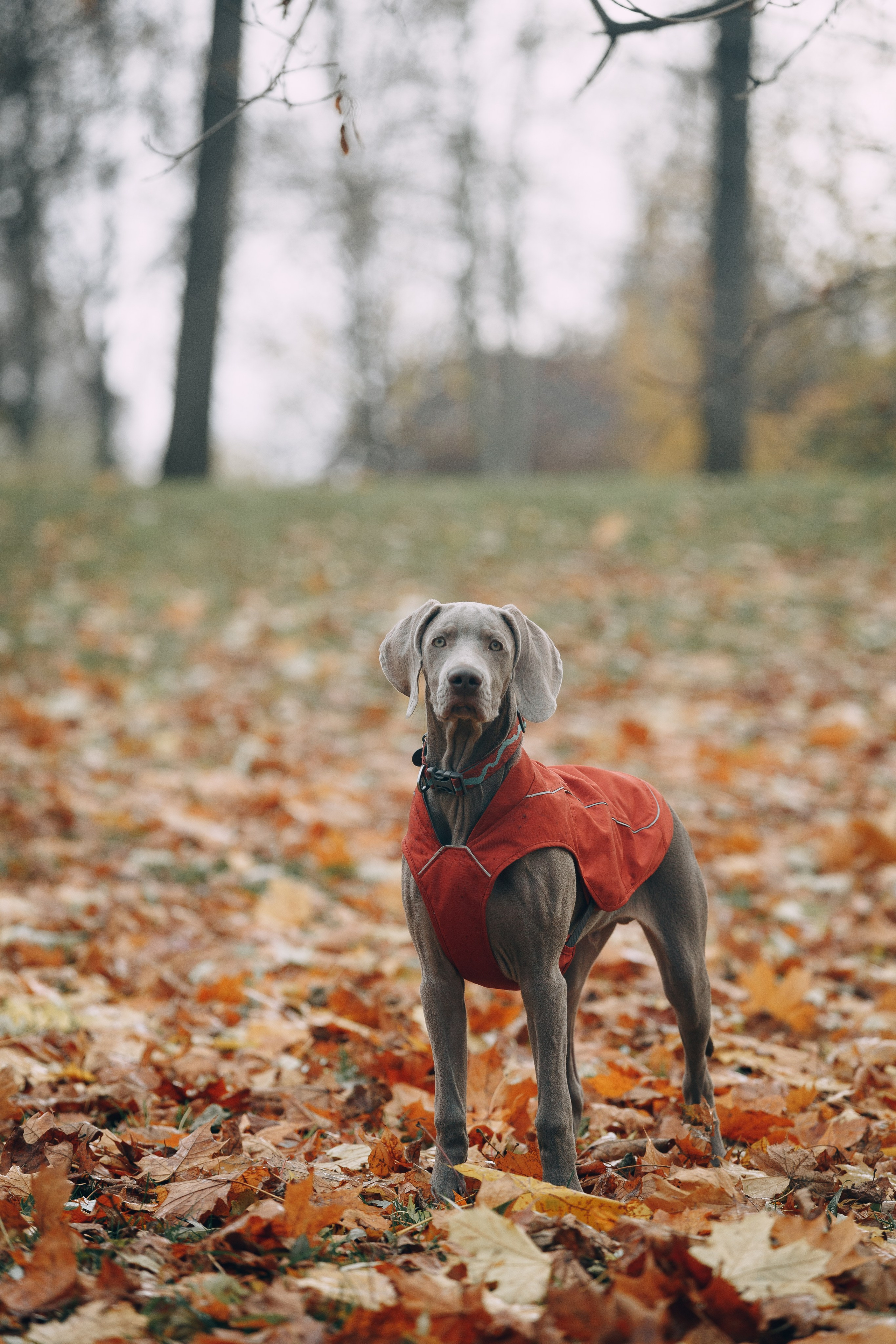 Оля, Саша и Бастиан. Фотограф анималист Кристина Карпова, Москва