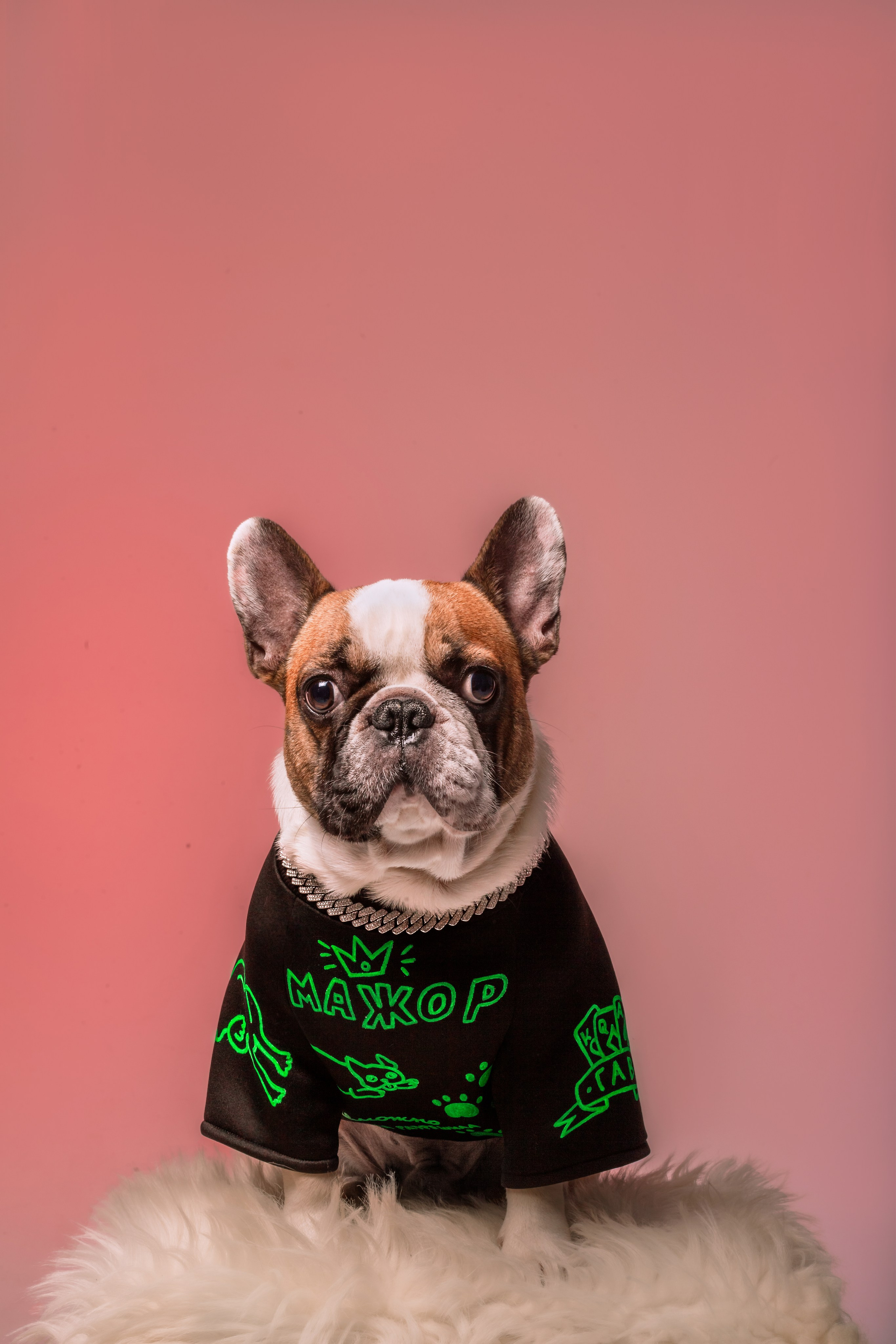 Студийная фотосессия с цветным светом. Фотограф-анималист Татьяна Степанова