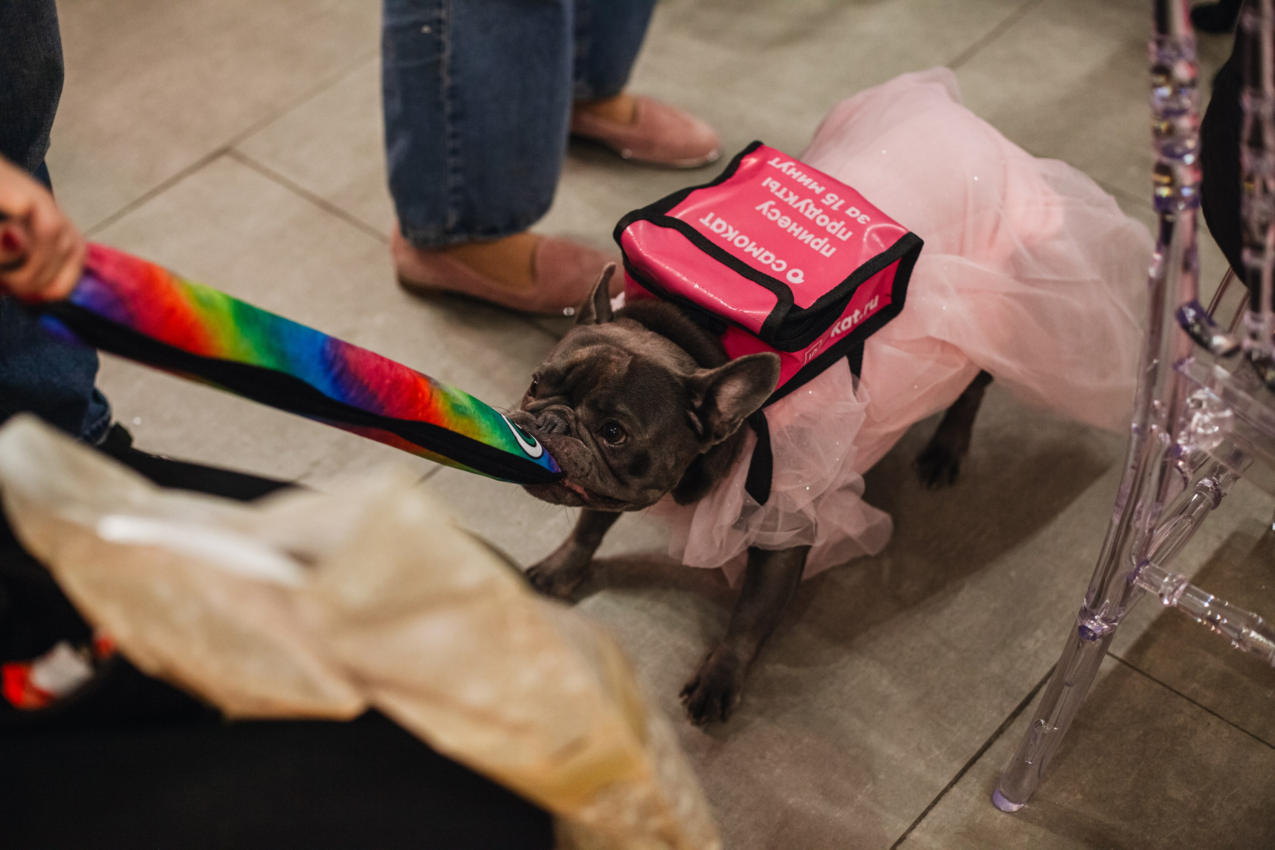 Бульёлка 2024. Фотограф-анималист Татьяна Степанова