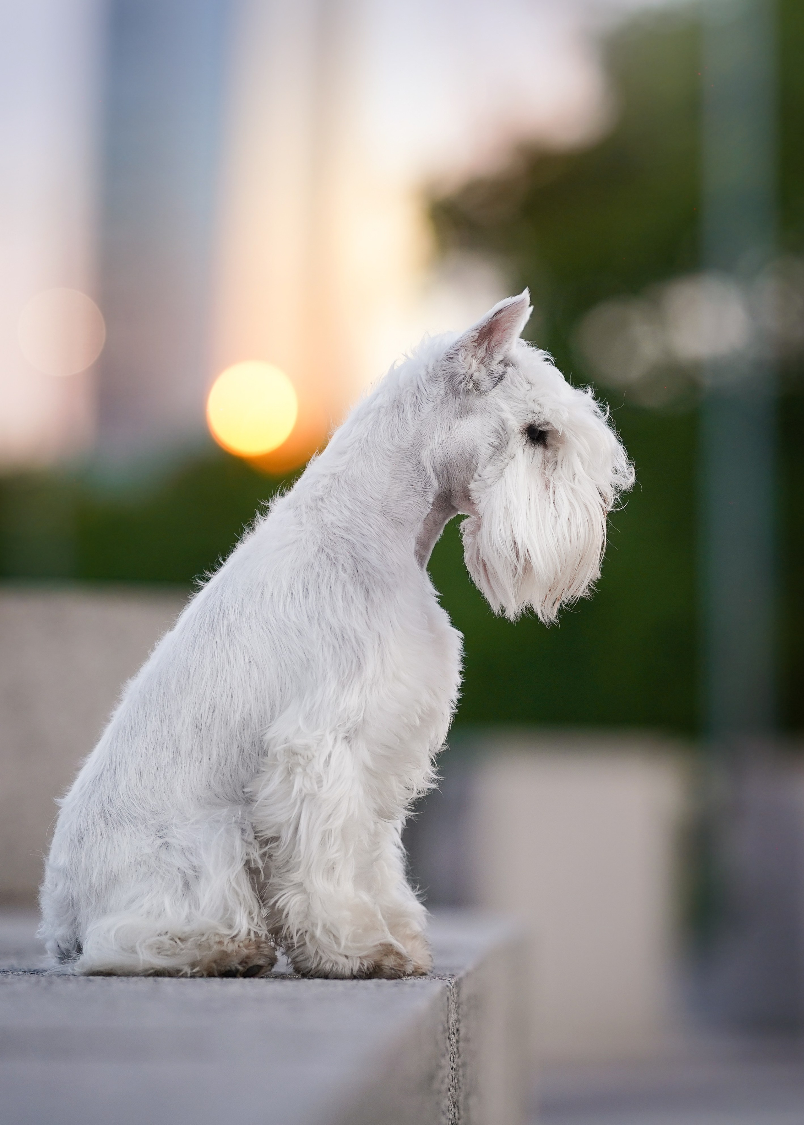 Оля и Доминик. Фотограф-анималист в Санкт-Петербурге Яна Мартынова