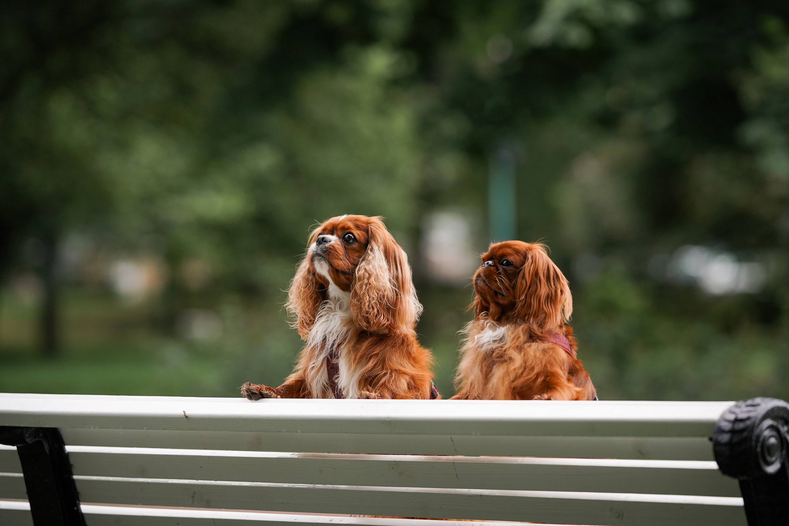 Юля Володя Гарри и Верон. Фотограф-анималист в Санкт-Петербурге Яна Мартынова