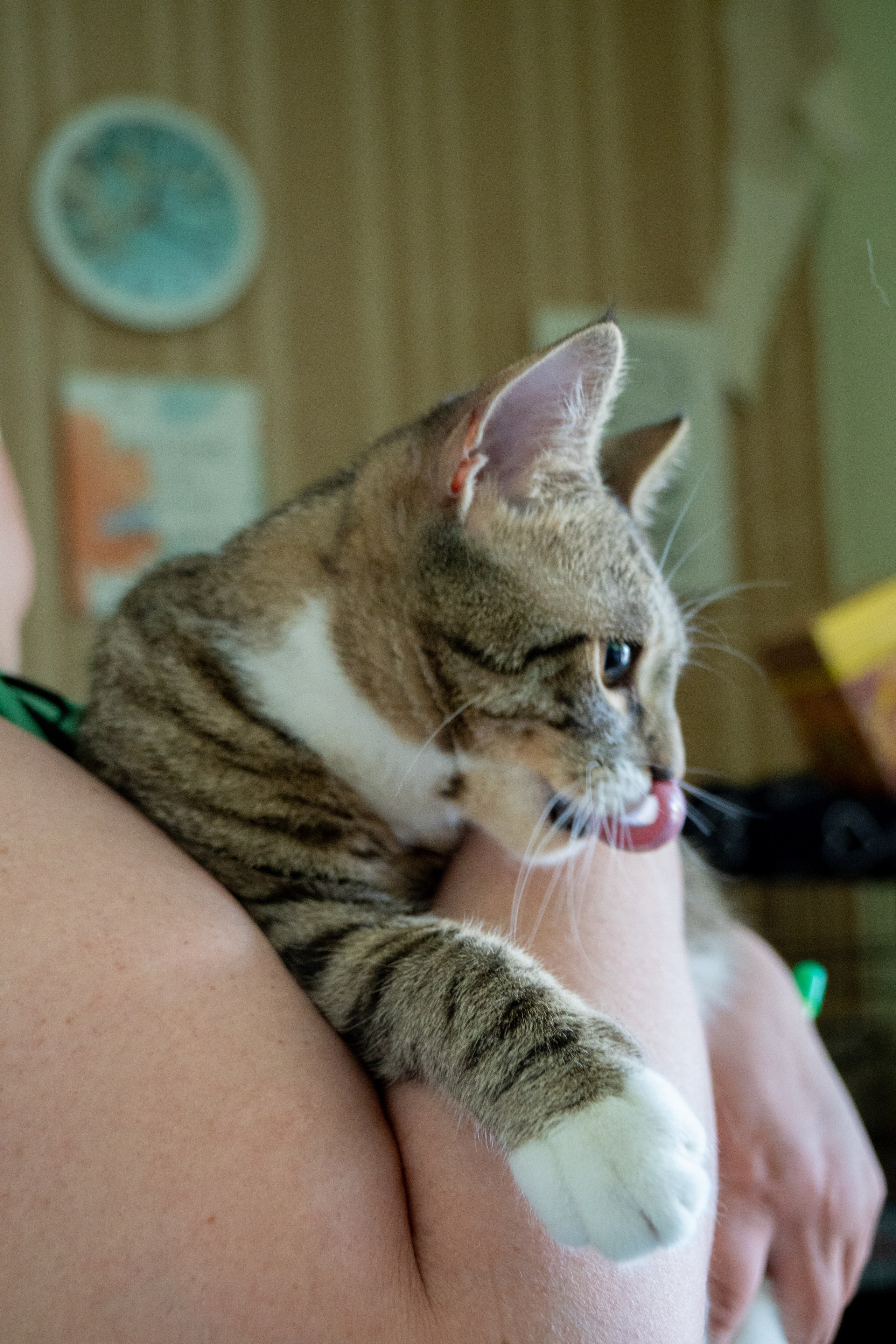 Приют для животных «Пушистые друзья». Видеограф, фотограф в Санкт-Петербурге Элеонора Петрова