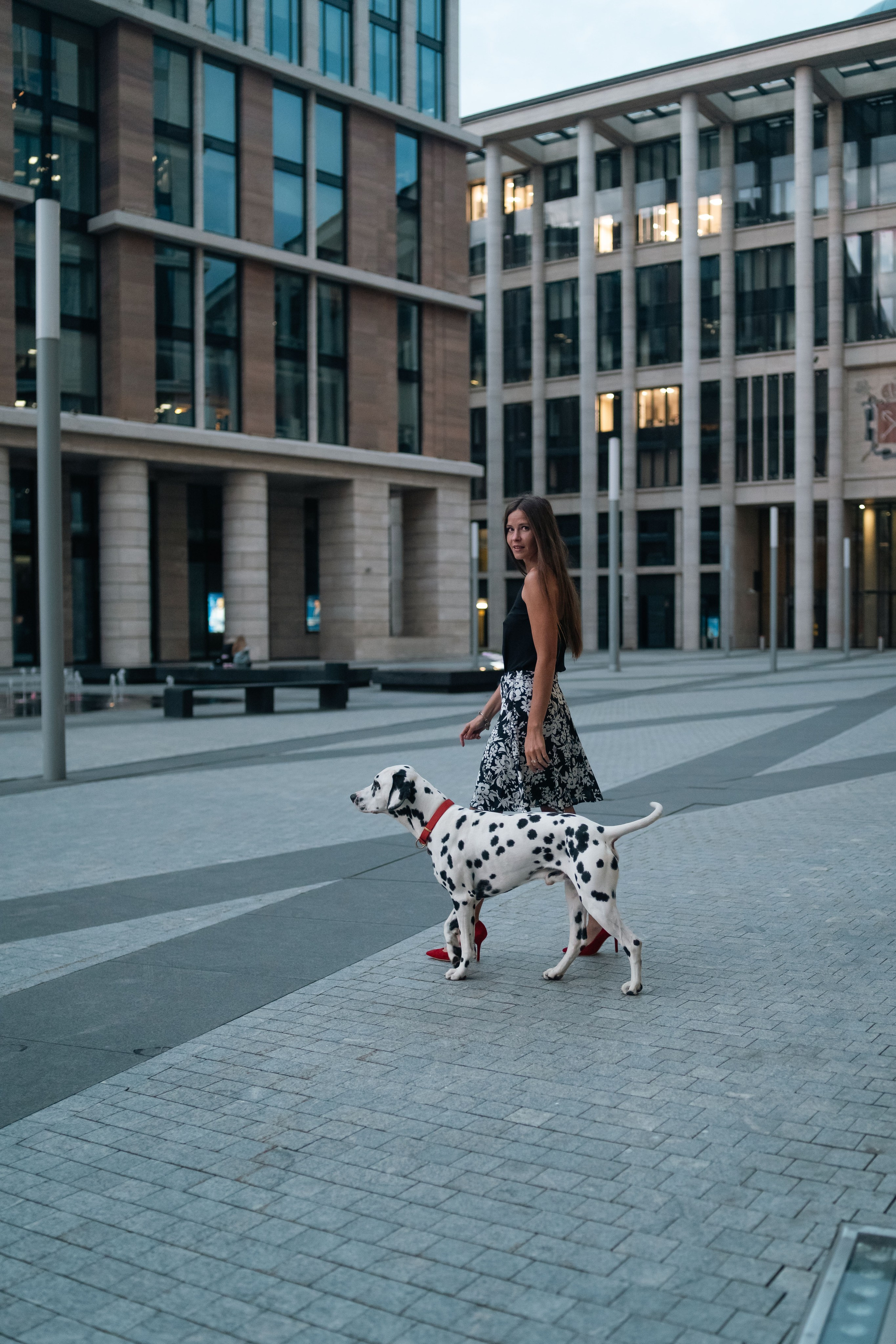 1 Далматин. Фотограф анималист