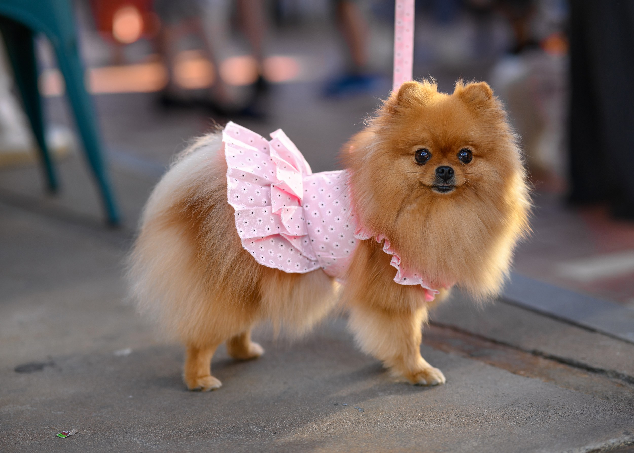 СобачийФест_РынокНаГоре_10082024. Фотограф Александр Данилов