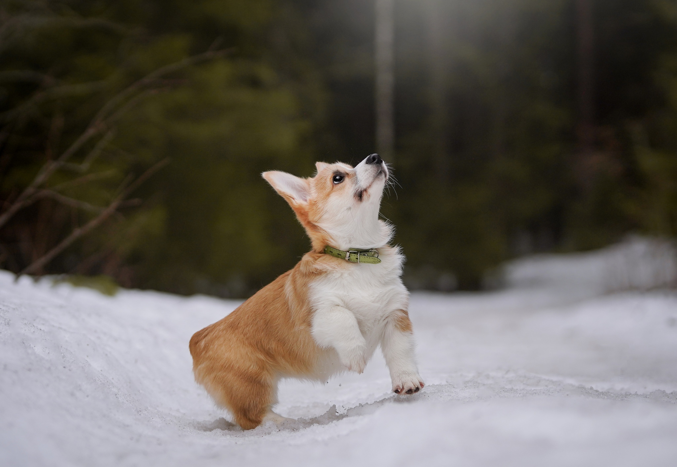 Щенки корги. Фотограф-анималист в Санкт-Петербурге Яна Мартынова
