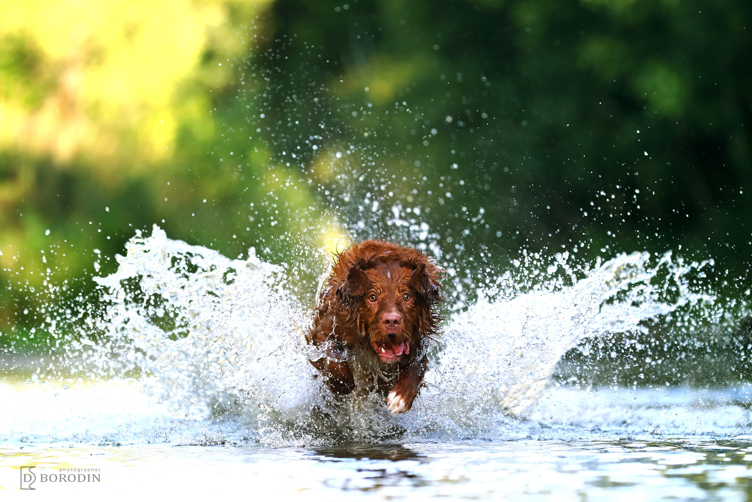 Индивидуальные фотосессии / Толлер. Фотограф Дмитрий Бородин