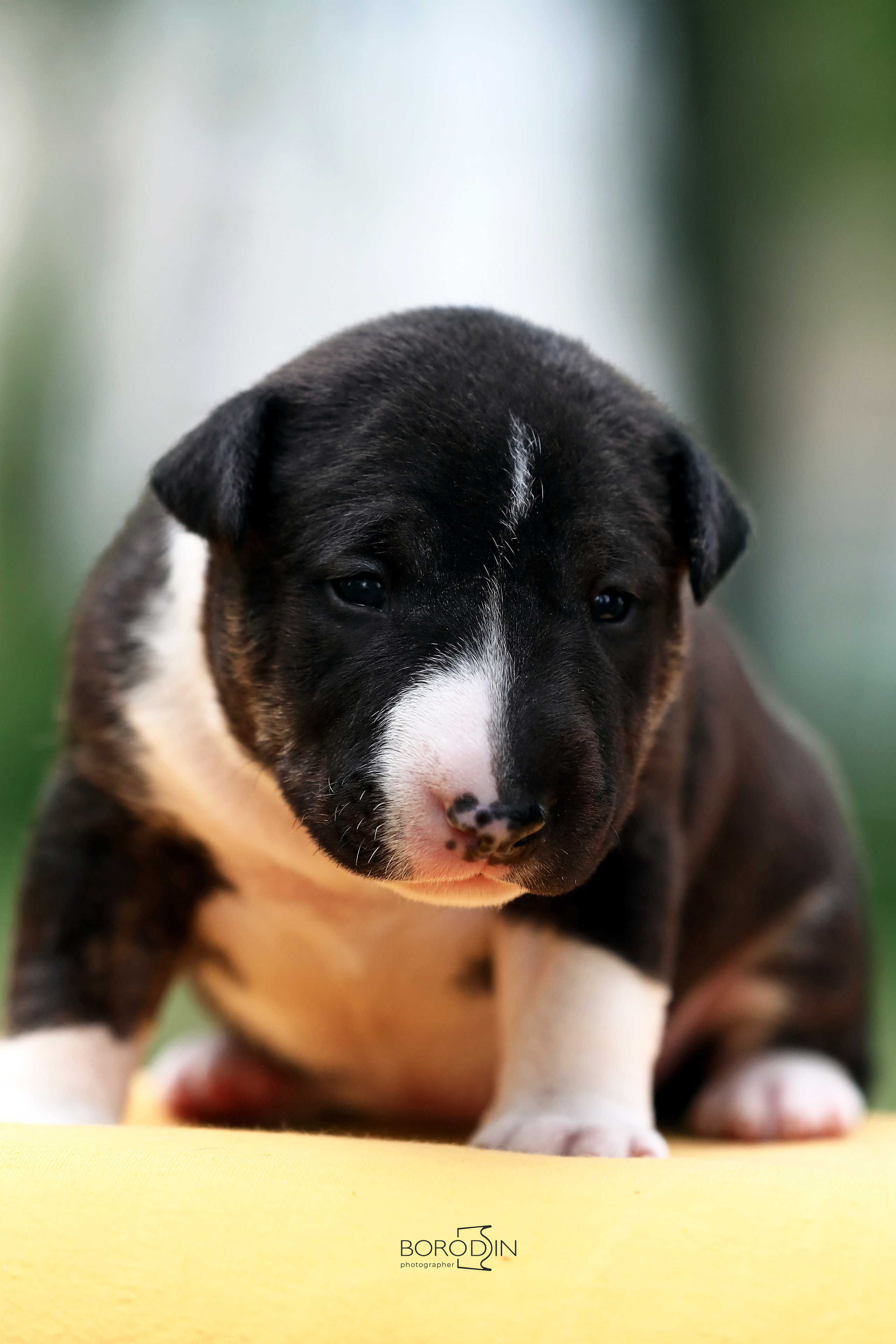 Фотосессия помета миниатюрного бультерьера. Фотограф Дмитрий Бородин