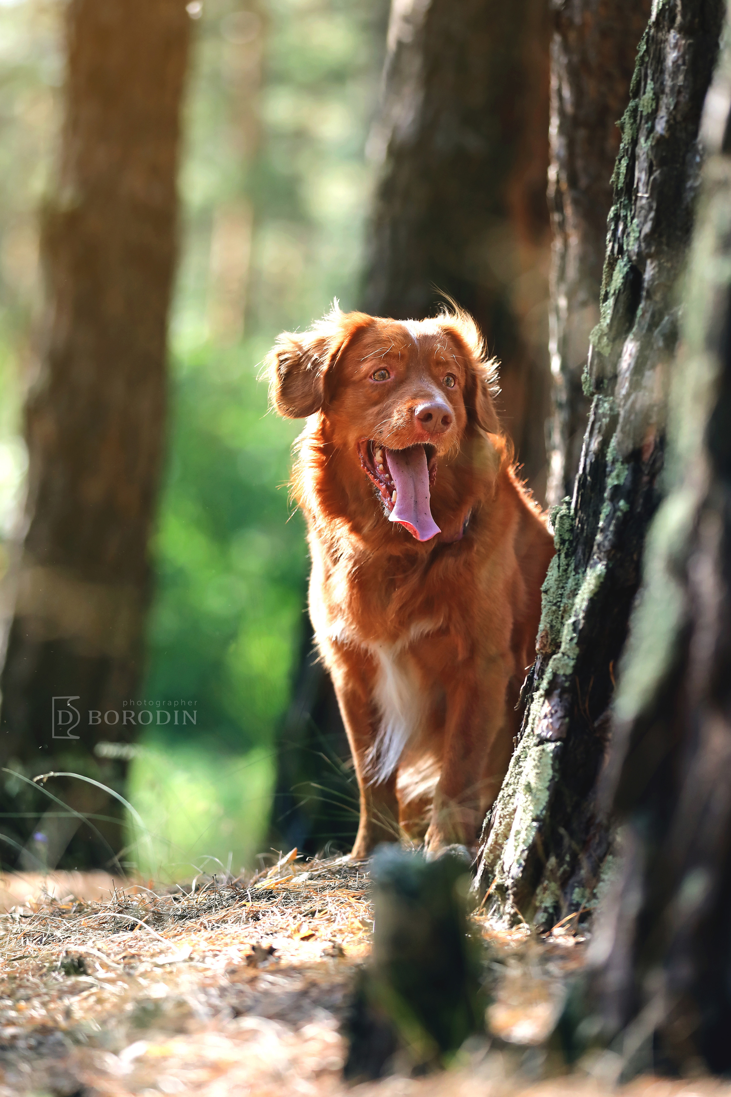 Индивидуальные фотосессии / Толлер. Фотограф Дмитрий Бородин