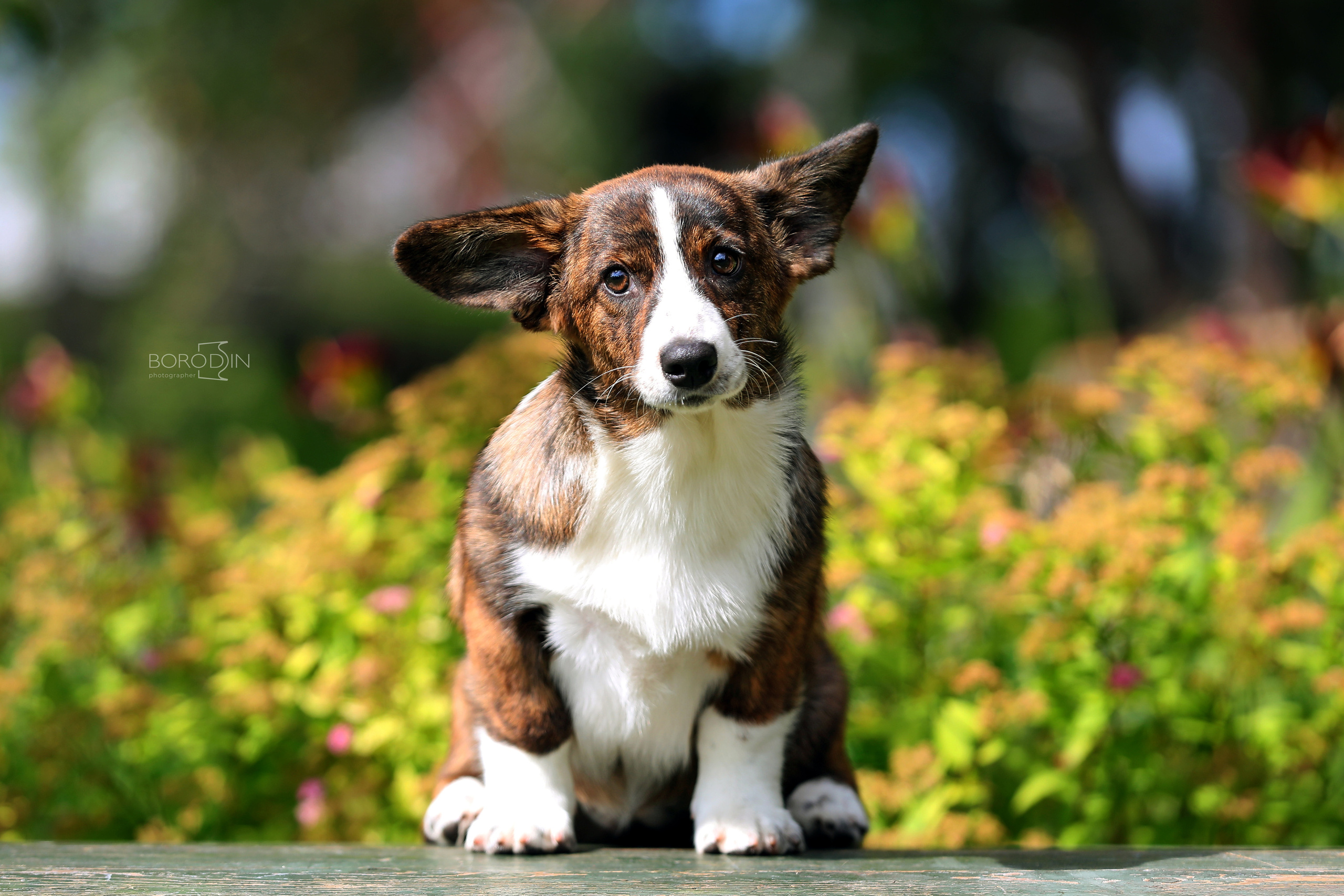 Кардиган. Фотограф Дмитрий Бородин