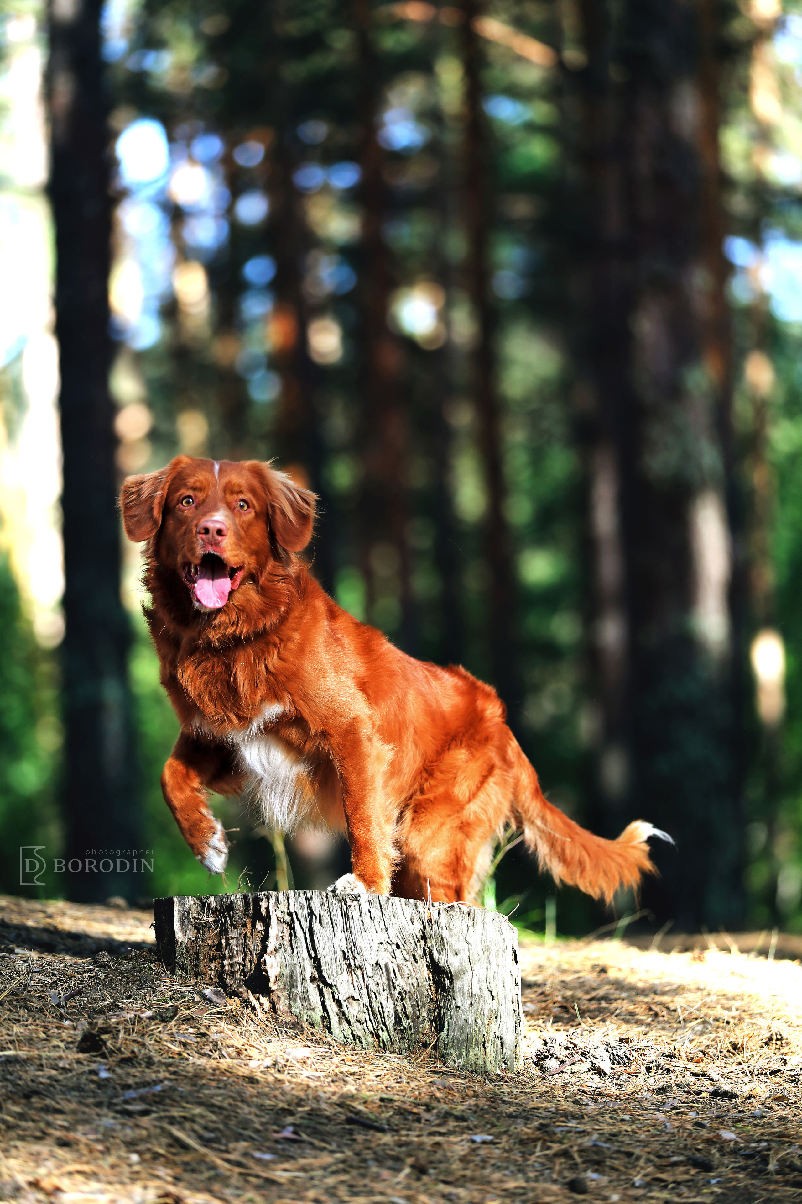 Индивидуальные фотосессии / Толлер. Фотограф Дмитрий Бородин