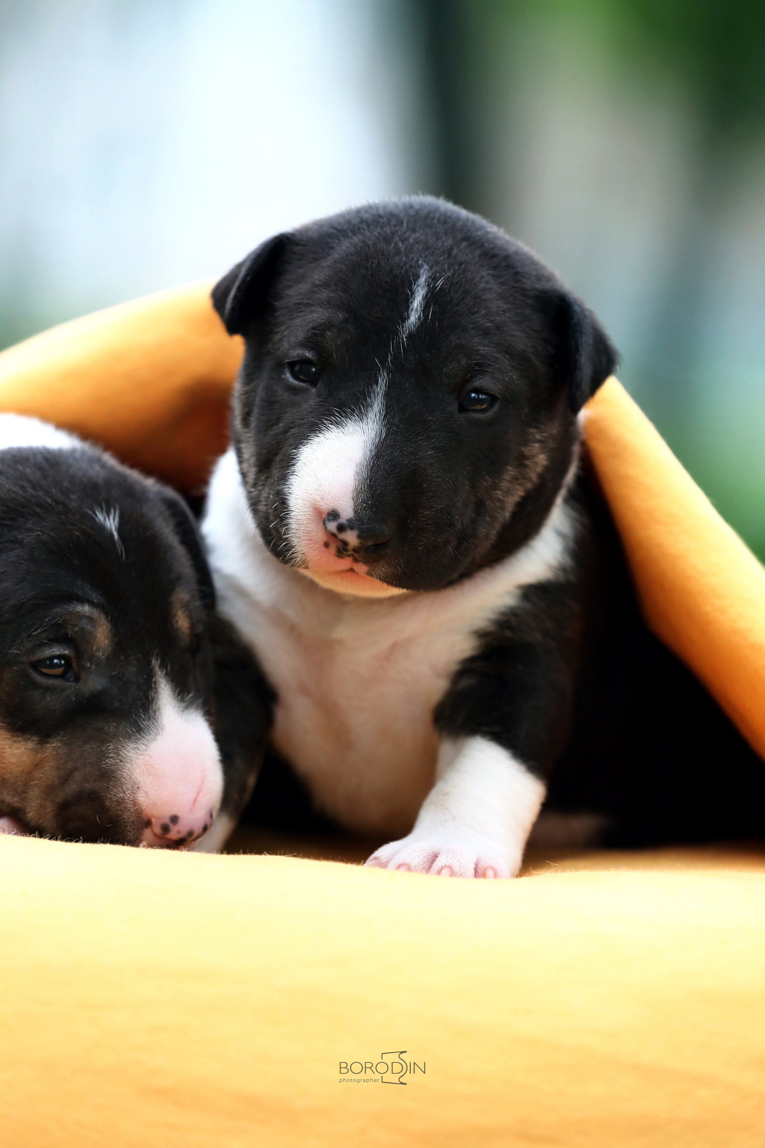 Фотосессия помета миниатюрного бультерьера. Фотограф Дмитрий Бородин