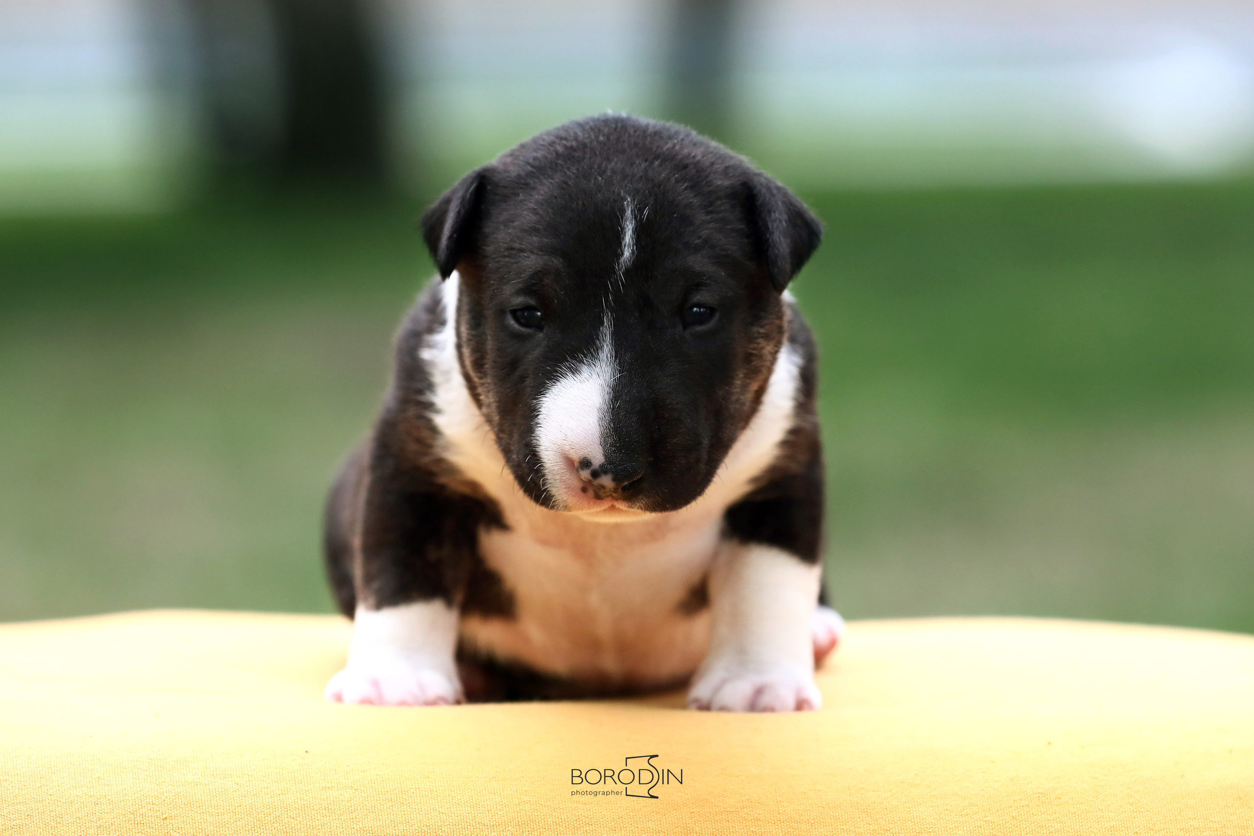 Фотосессия помета миниатюрного бультерьера. Фотограф Дмитрий Бородин