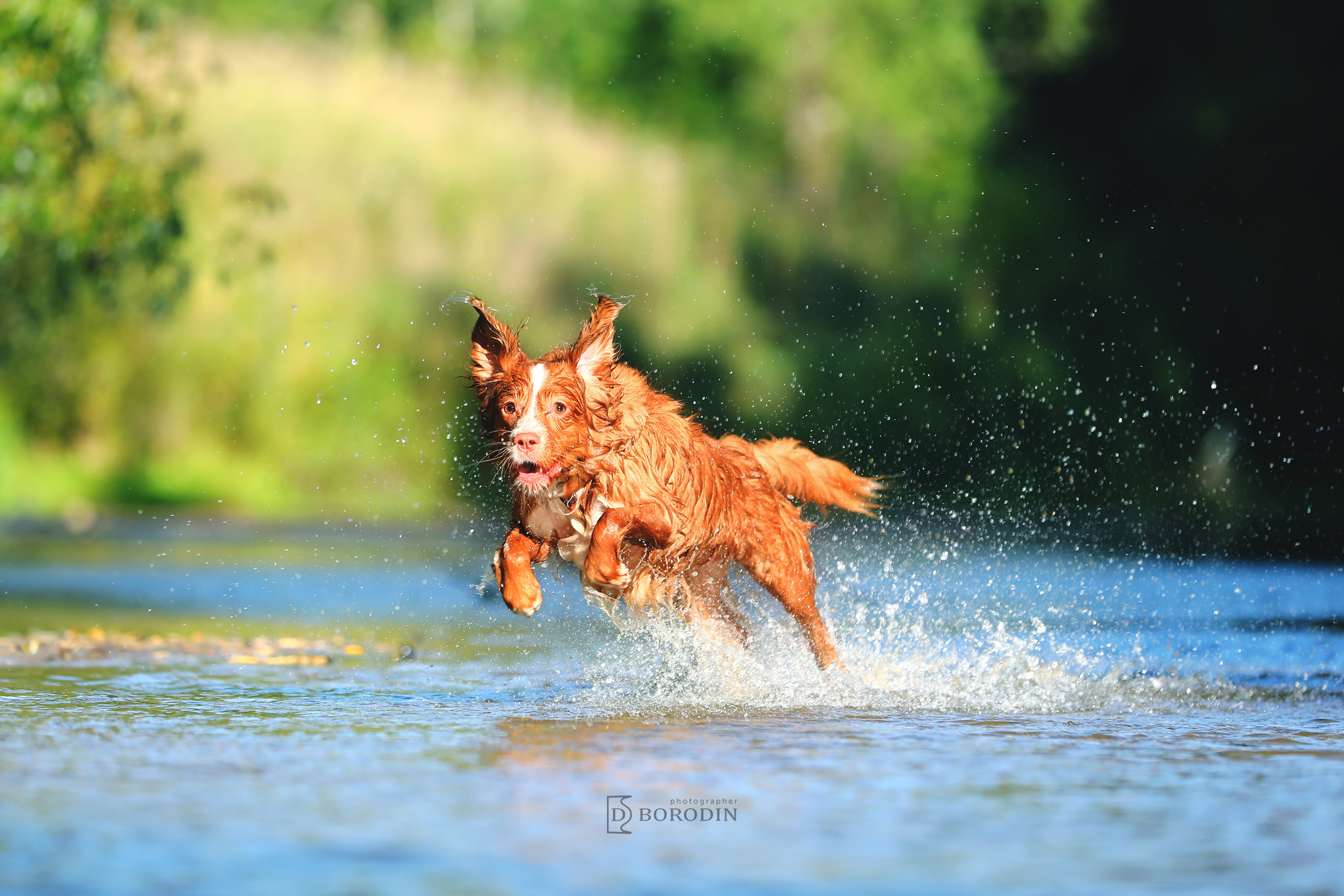 Индивидуальные фотосессии / Толлер. Фотограф Дмитрий Бородин