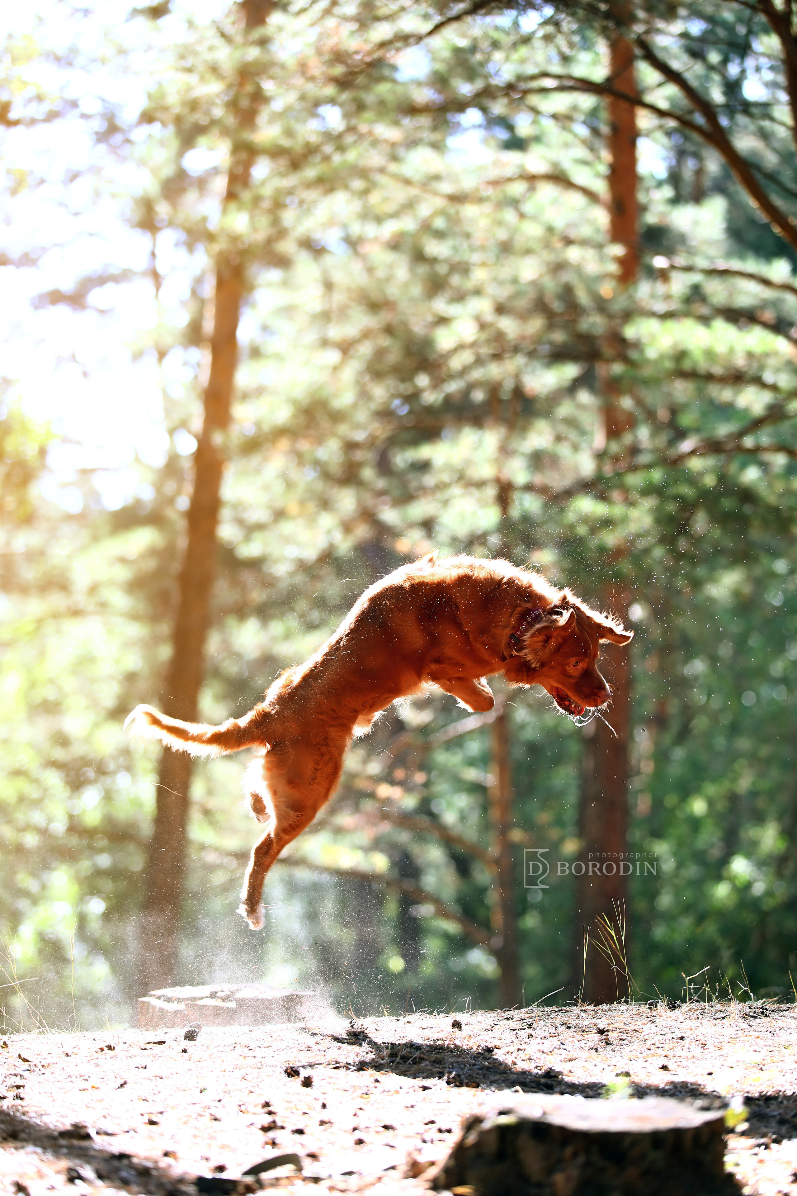 Индивидуальные фотосессии / Толлер. Фотограф Дмитрий Бородин