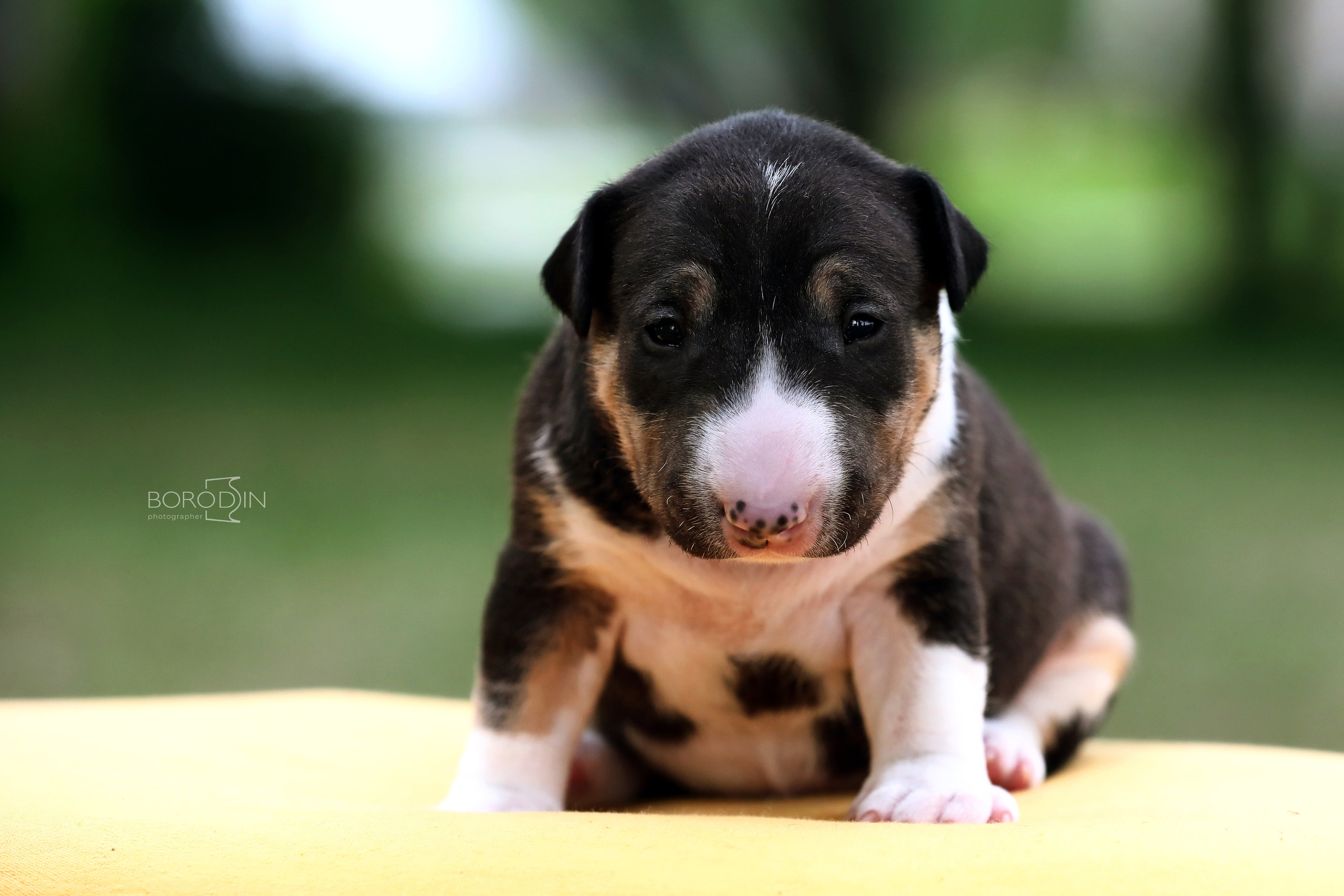 Фотосессия помета миниатюрного бультерьера. Фотограф Дмитрий Бородин