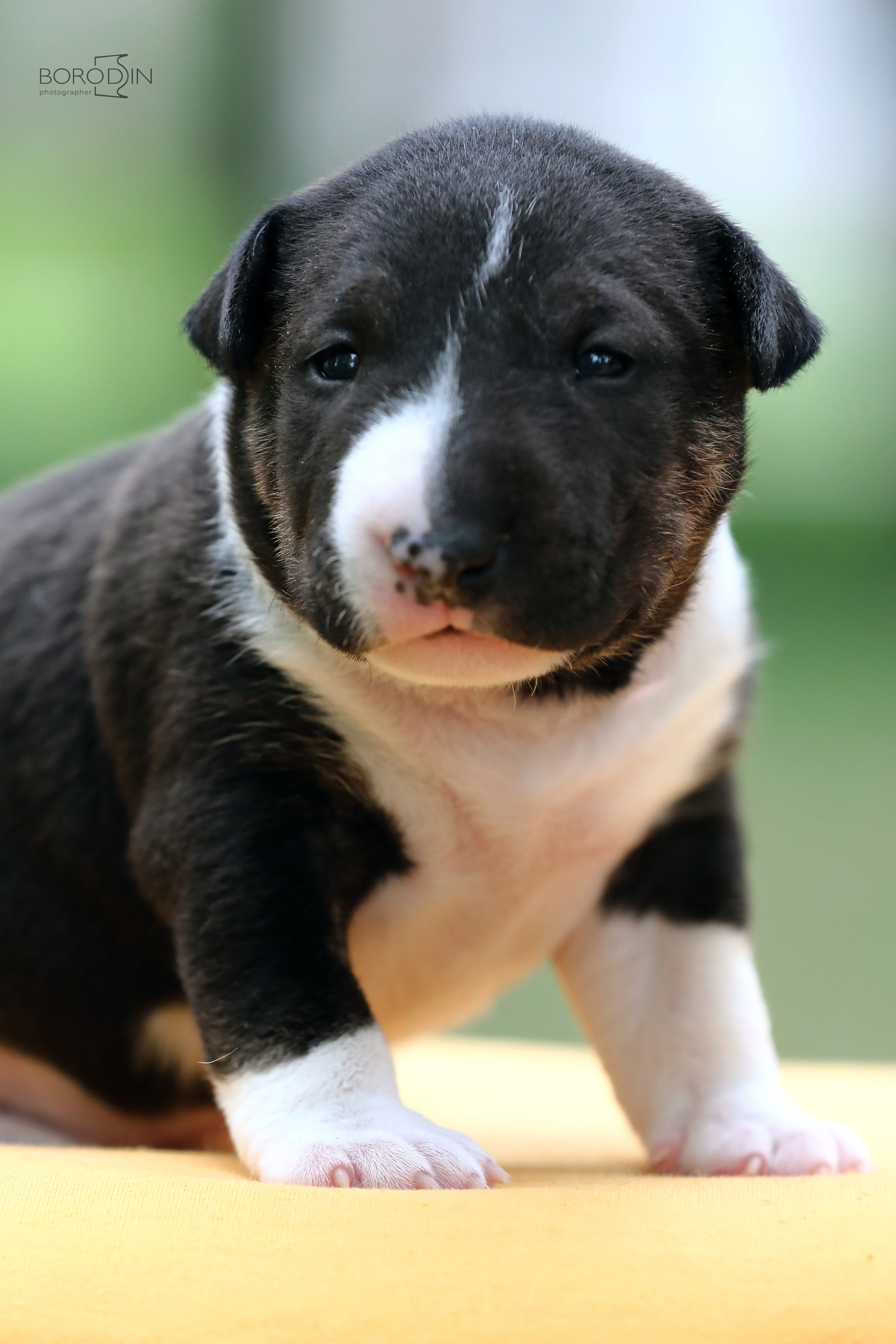 Фотосессия помета миниатюрного бультерьера. Фотограф Дмитрий Бородин