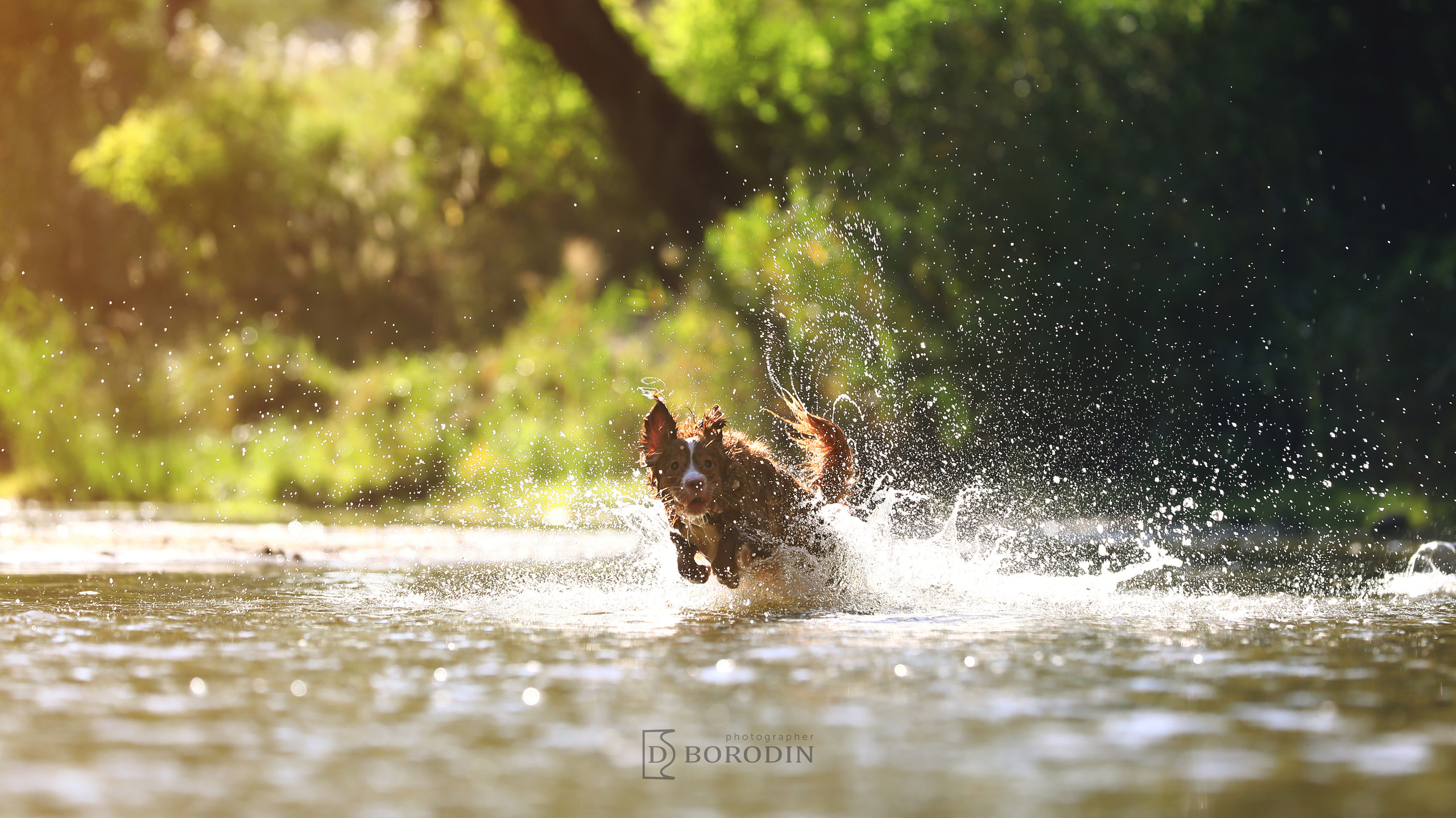 Индивидуальные фотосессии / Толлер. Фотограф Дмитрий Бородин