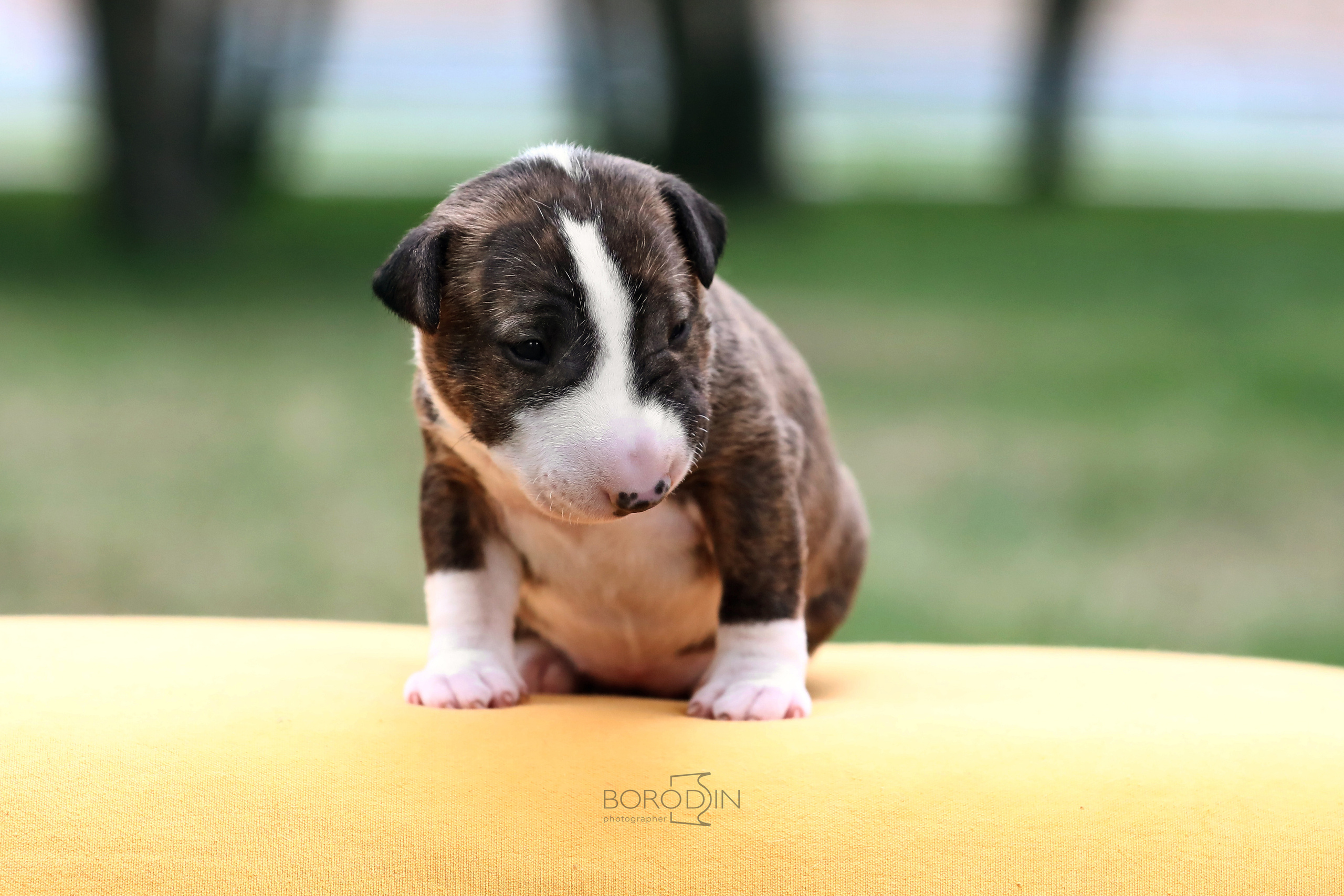 Фотосессия помета миниатюрного бультерьера. Фотограф Дмитрий Бородин