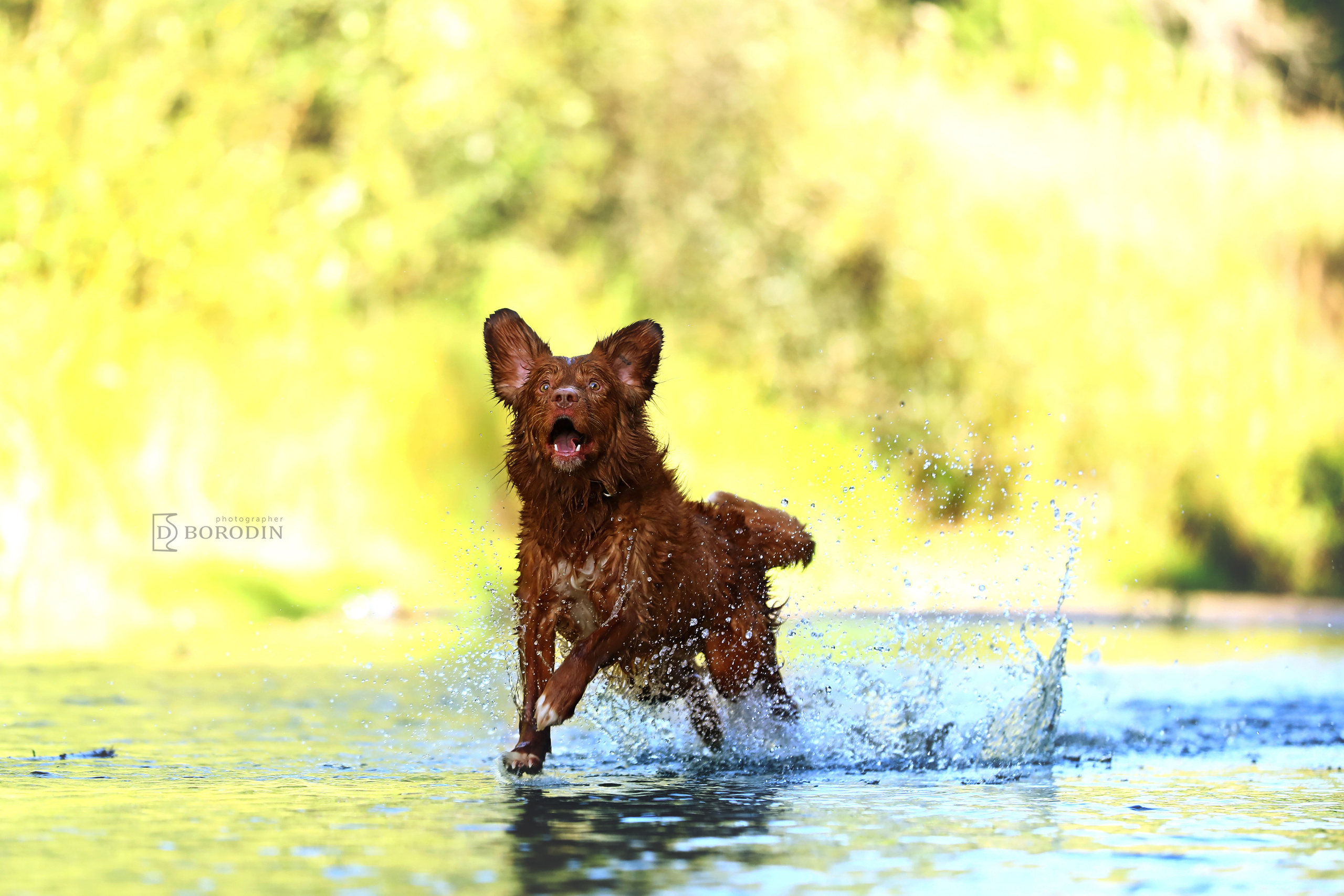 Индивидуальные фотосессии / Толлер. Фотограф Дмитрий Бородин