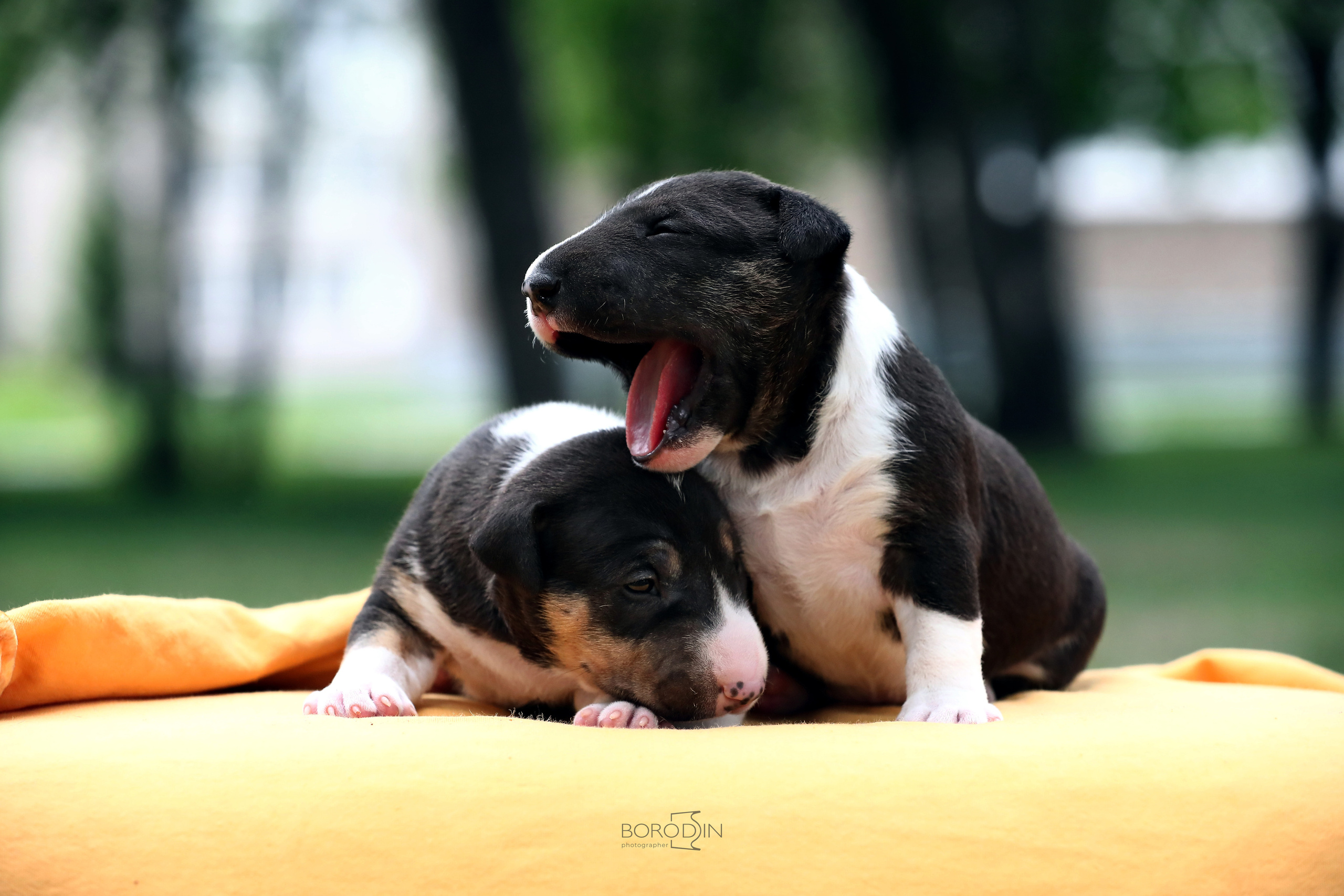 Фотосессия помета миниатюрного бультерьера. Фотограф Дмитрий Бородин