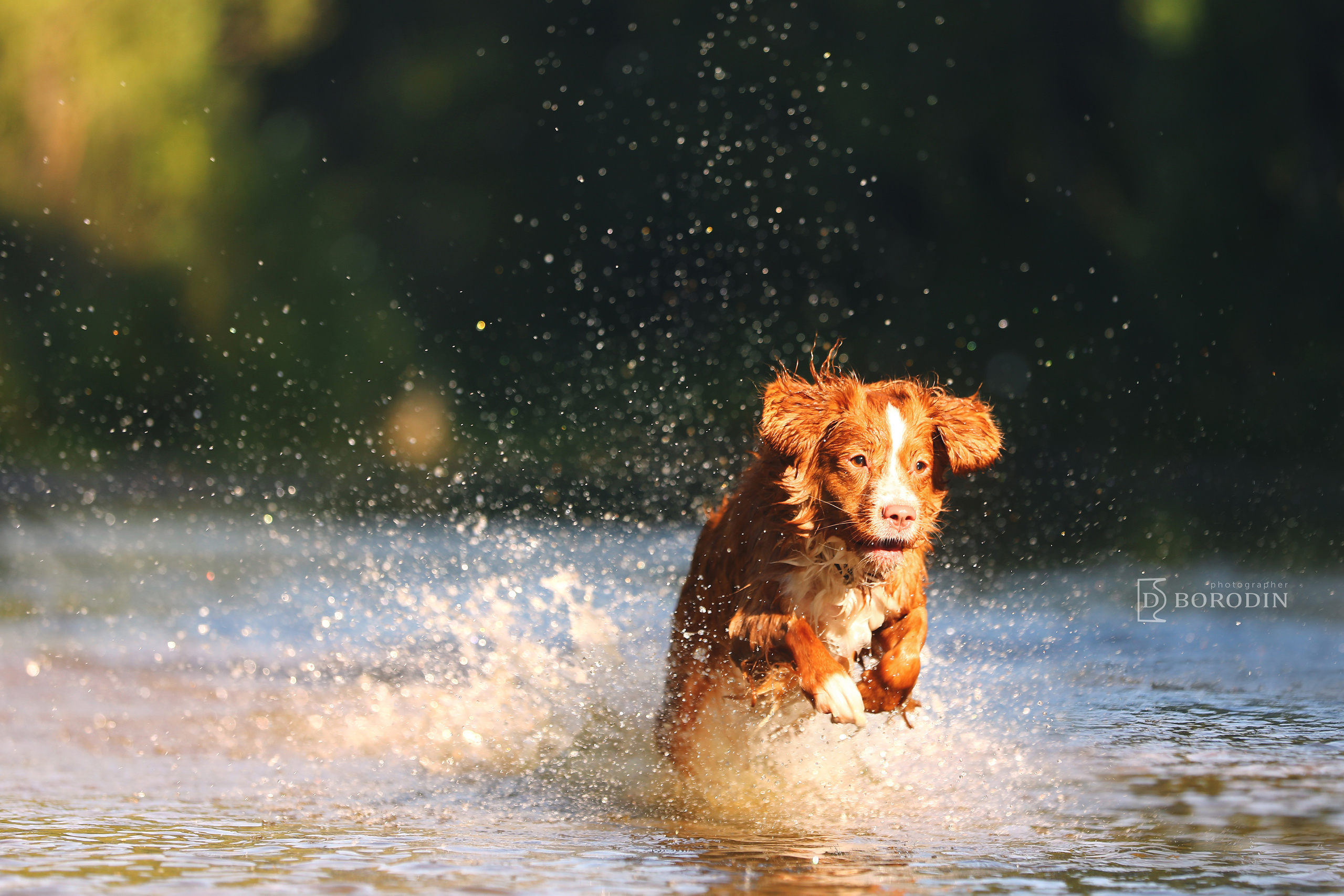 Индивидуальные фотосессии / Толлер. Фотограф Дмитрий Бородин
