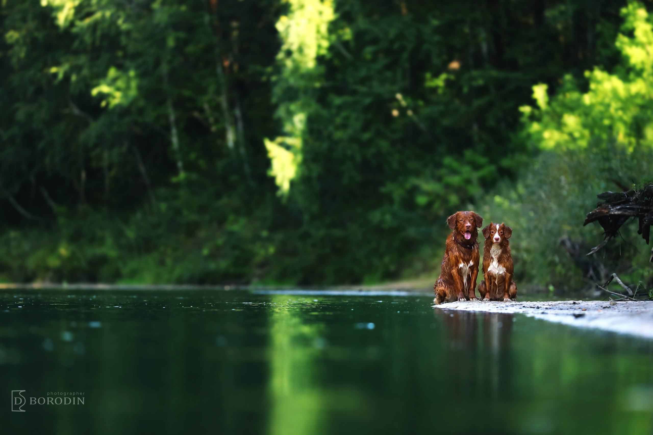 Индивидуальные фотосессии / Толлер. Фотограф Дмитрий Бородин