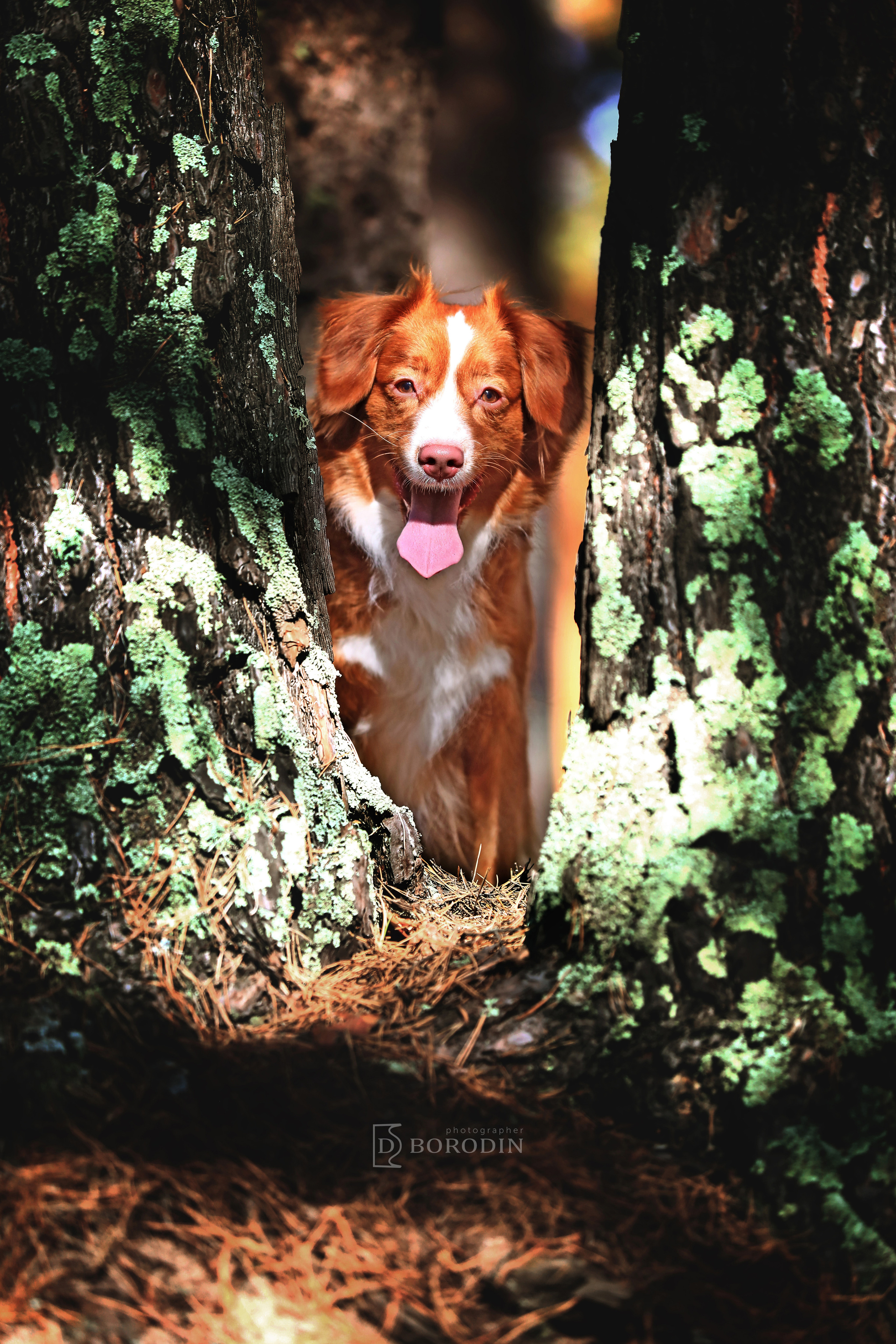 Индивидуальные фотосессии / Толлер. Фотограф Дмитрий Бородин