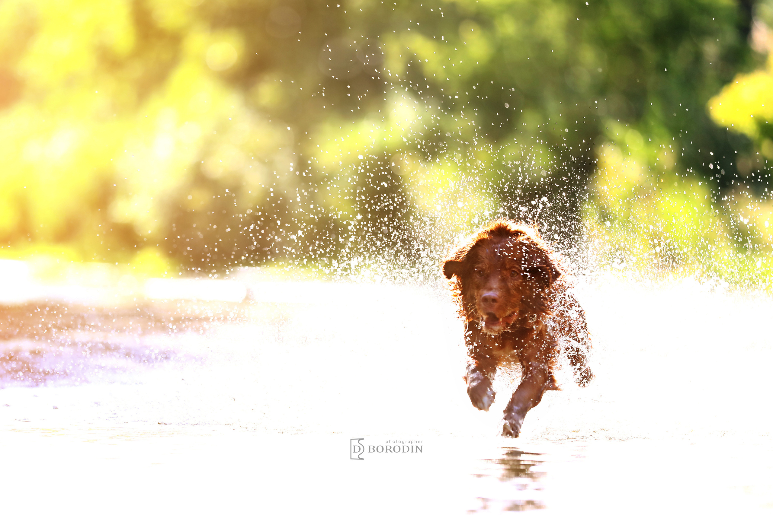 Индивидуальные фотосессии / Толлер. Фотограф Дмитрий Бородин