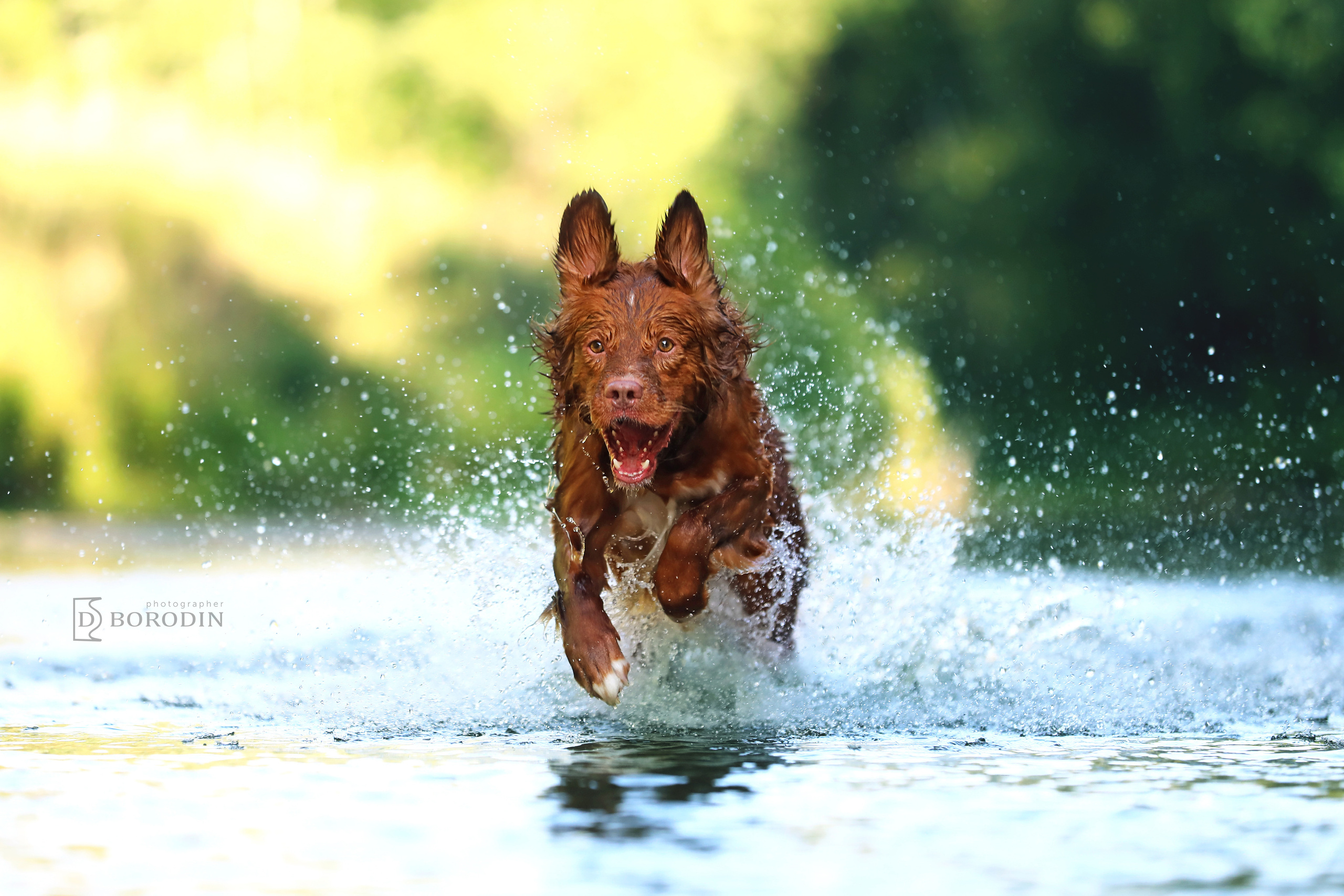 Индивидуальные фотосессии / Толлер. Фотограф Дмитрий Бородин