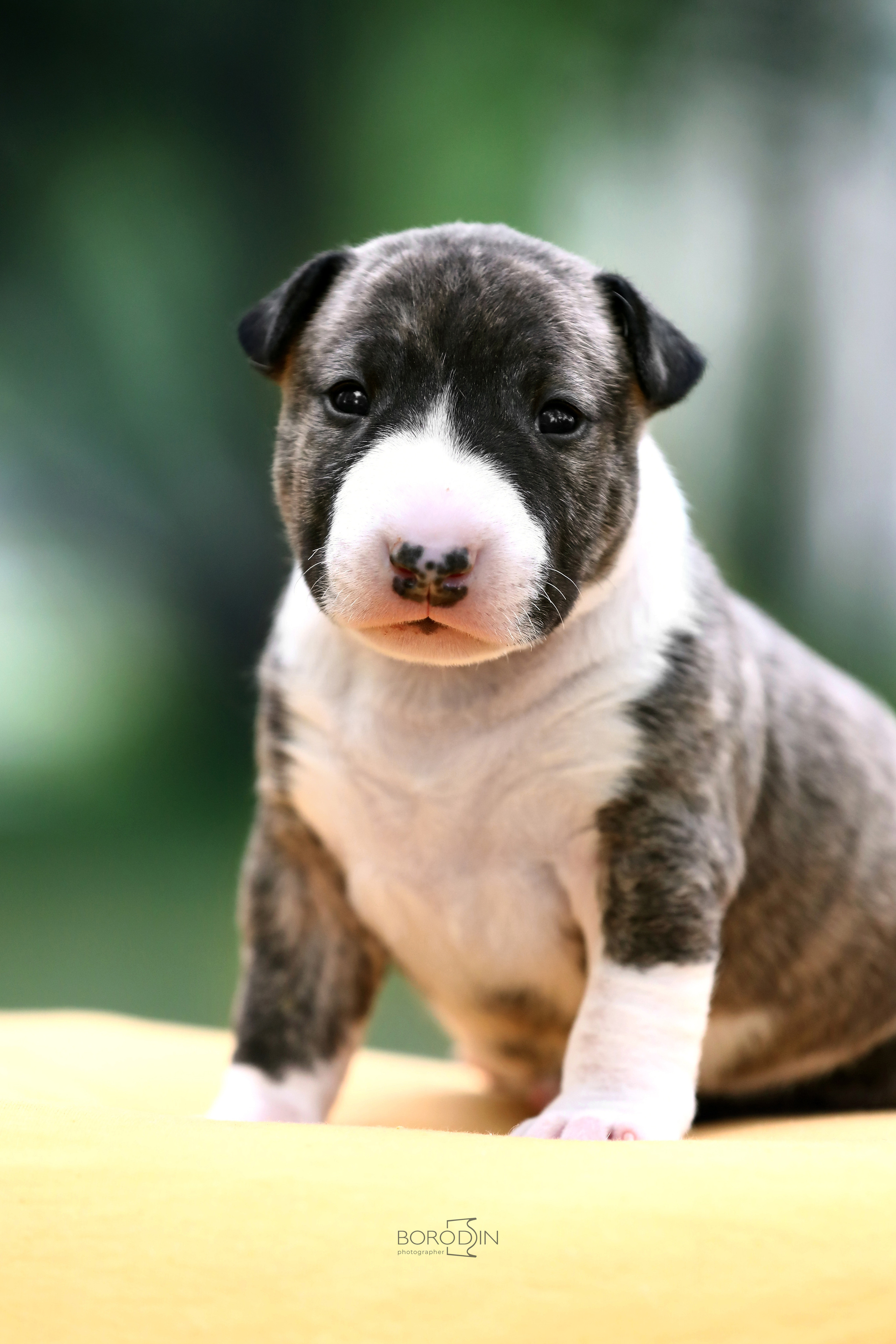 Фотосессия помета миниатюрного бультерьера. Фотограф Дмитрий Бородин