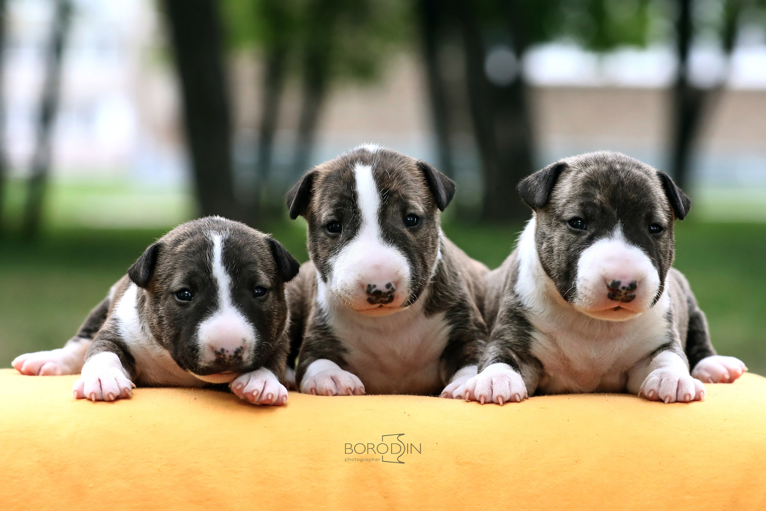 Фотосессия помета миниатюрного бультерьера. Фотограф Дмитрий Бородин