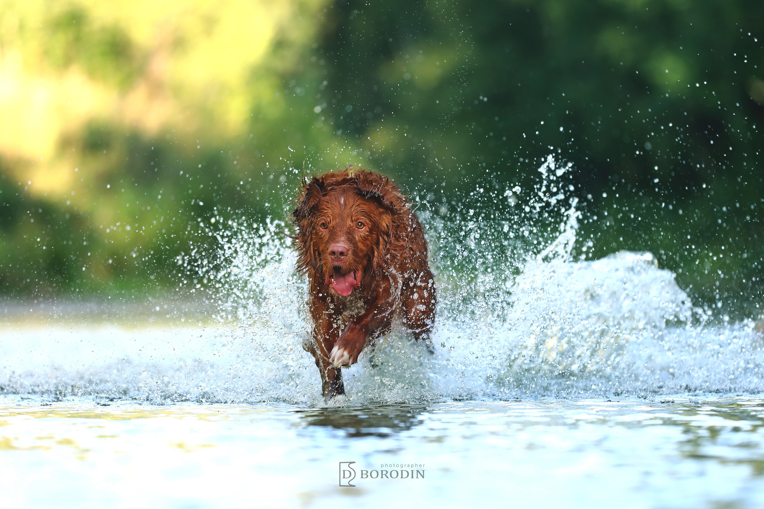 Индивидуальные фотосессии / Толлер. Фотограф Дмитрий Бородин