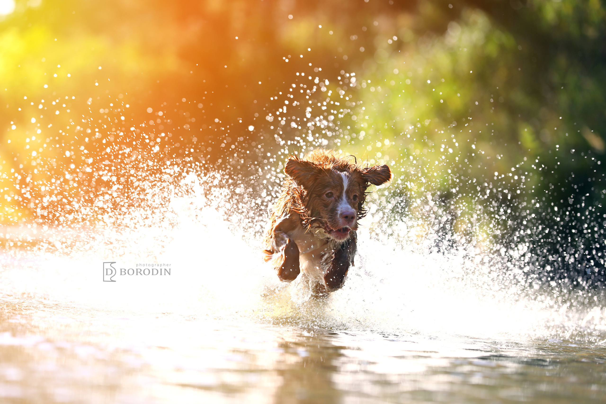 Индивидуальные фотосессии / Толлер. Фотограф Дмитрий Бородин