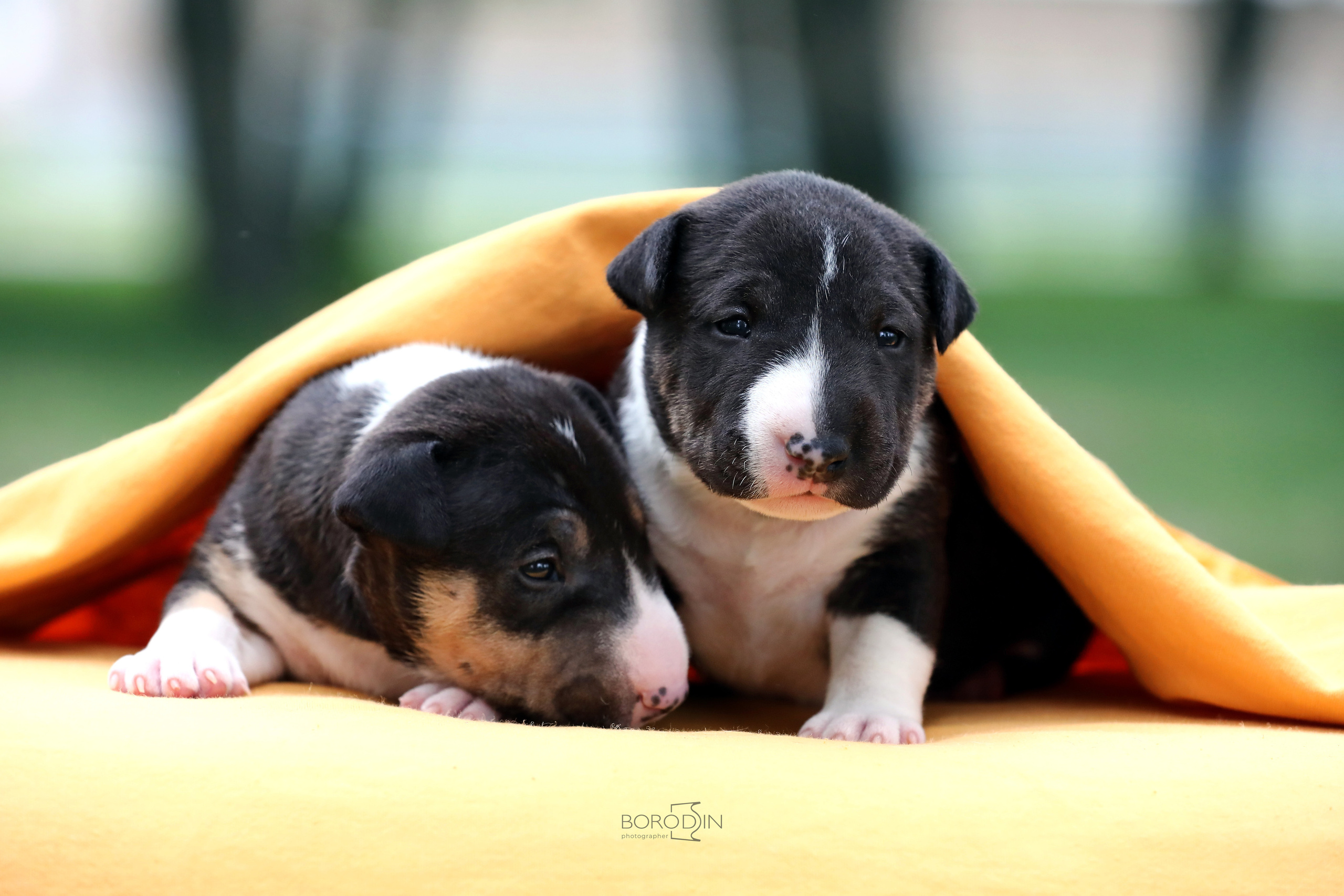 Фотосессия помета миниатюрного бультерьера. Фотограф Дмитрий Бородин